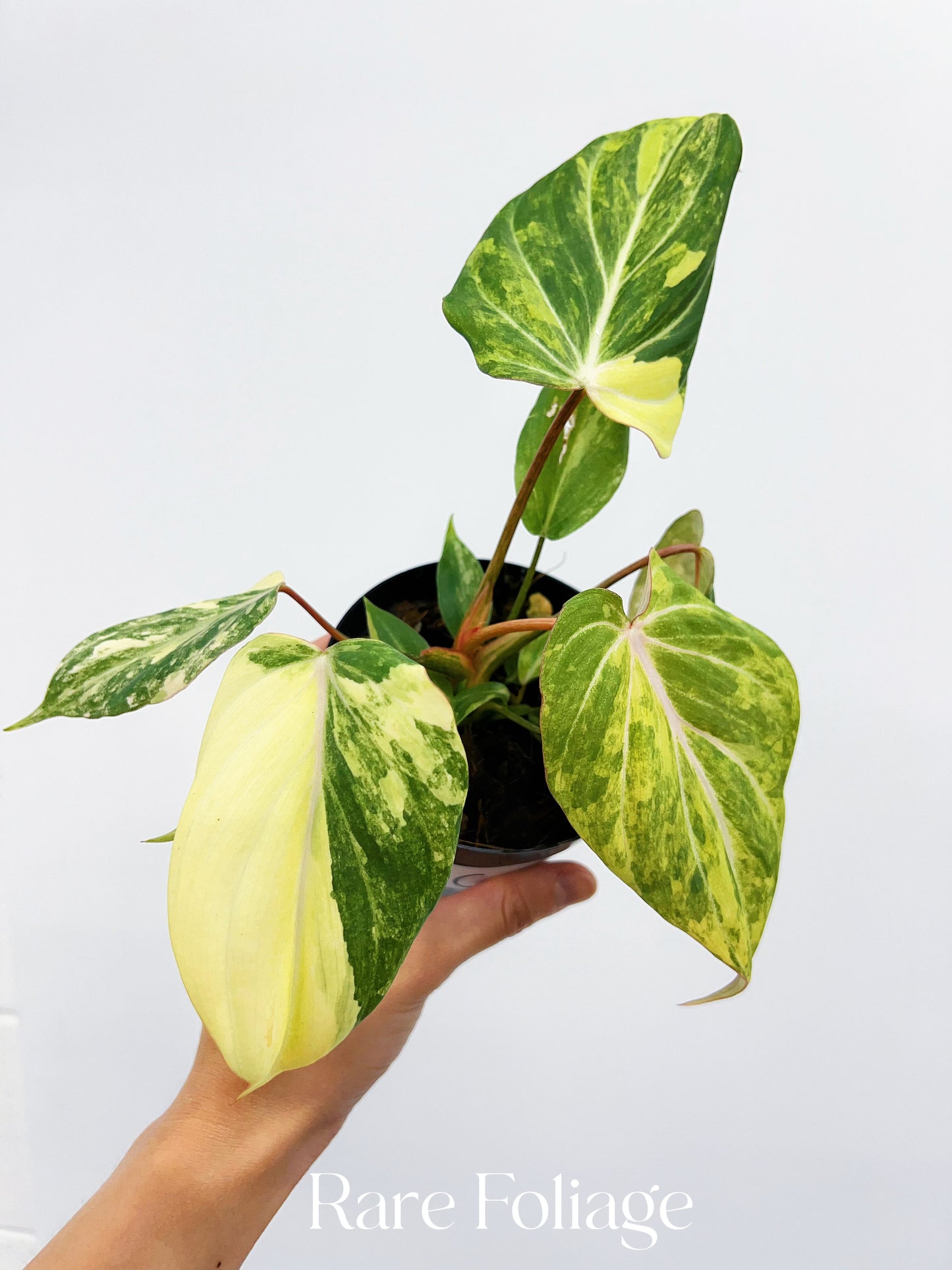 Philodendron Gloriosum Variegated 4"