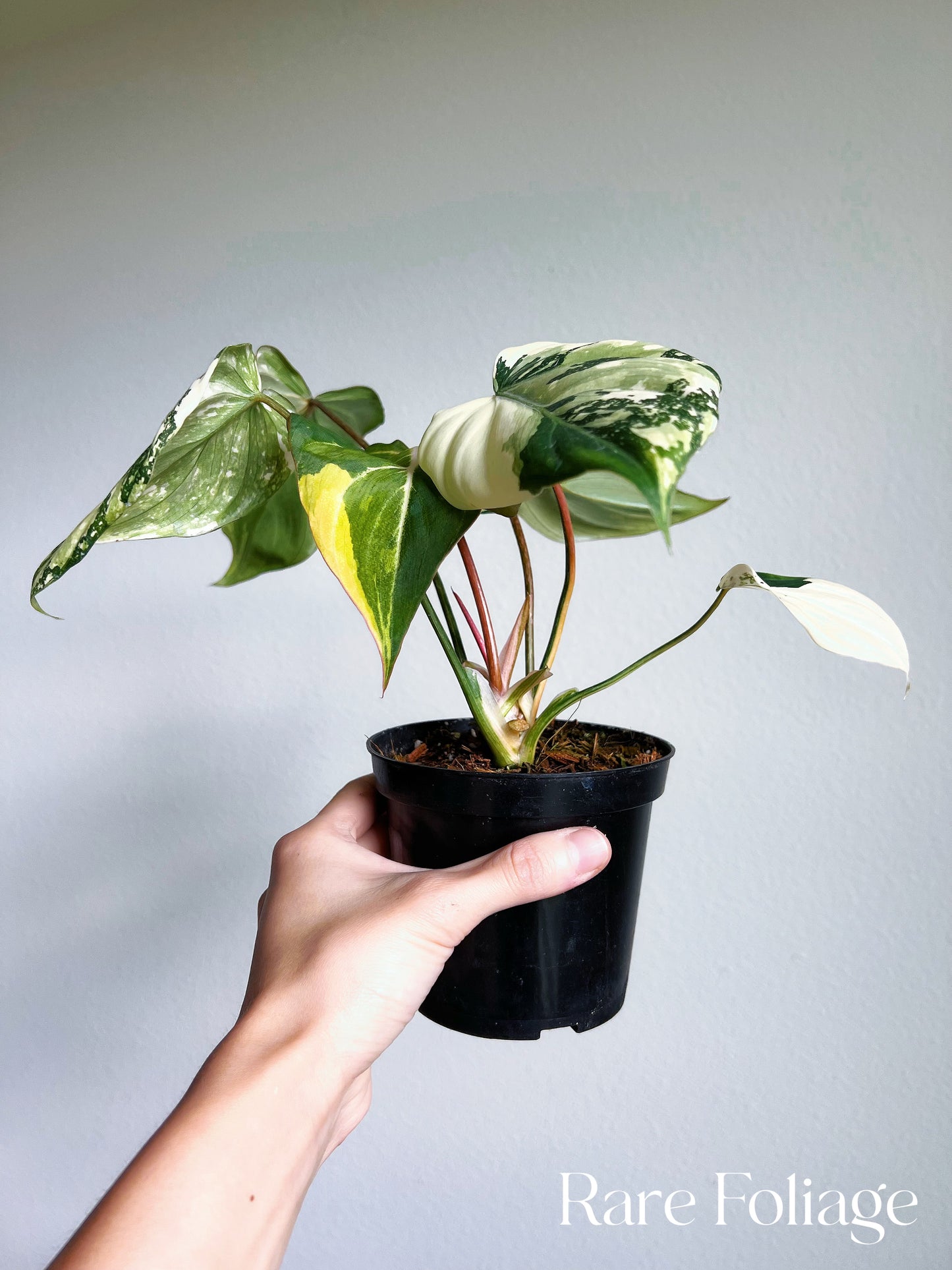 Philodendron Gloriosum Variegated 4" Large Exact Plant