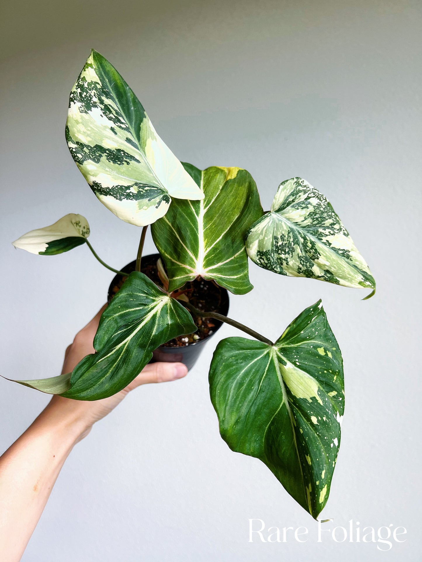 Philodendron Gloriosum Variegated 4" Large Exact Plant