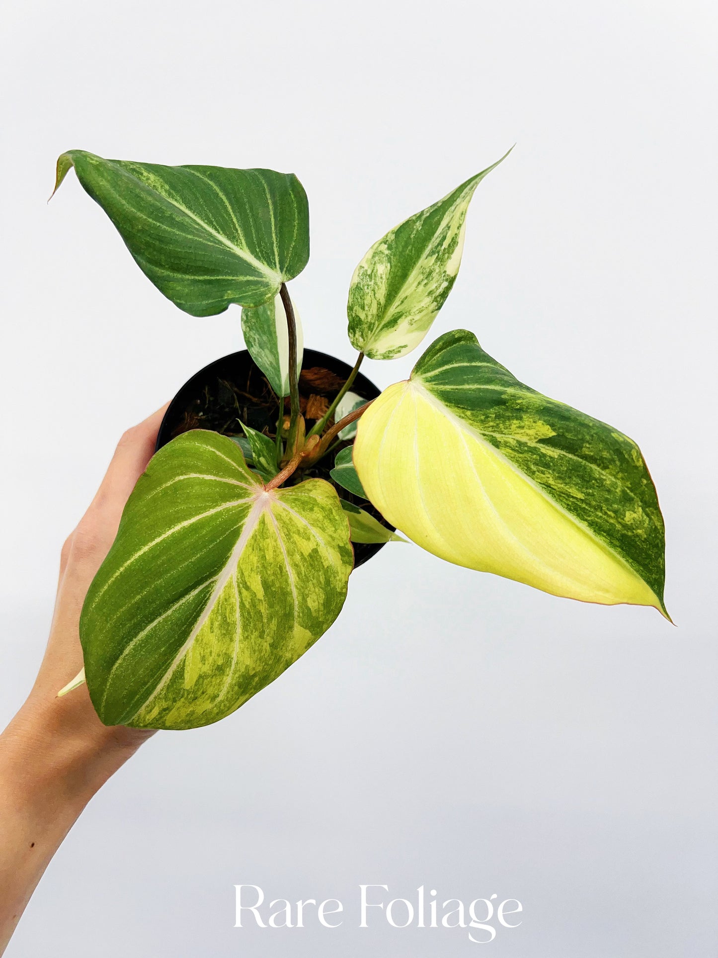 Philodendron Gloriosum Variegated 4"