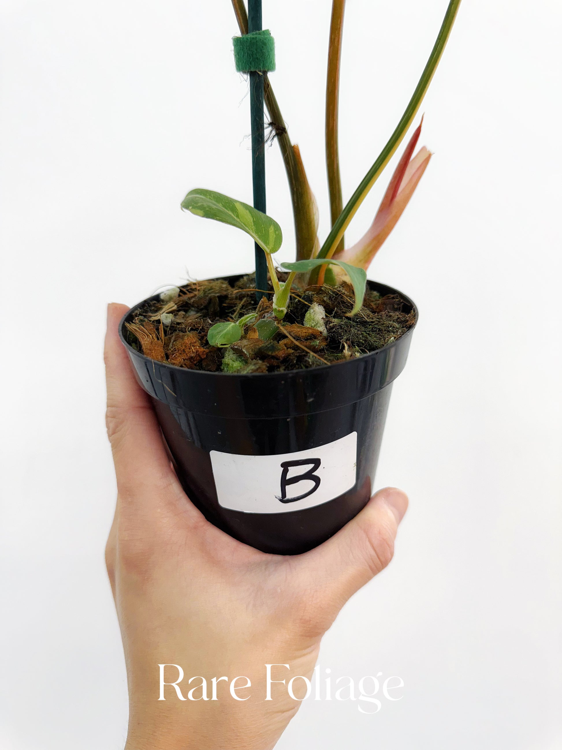 philodendron gloriosum seeds Philodendron Gloriosum Variegated 4" – Rare Foliage Plant Co