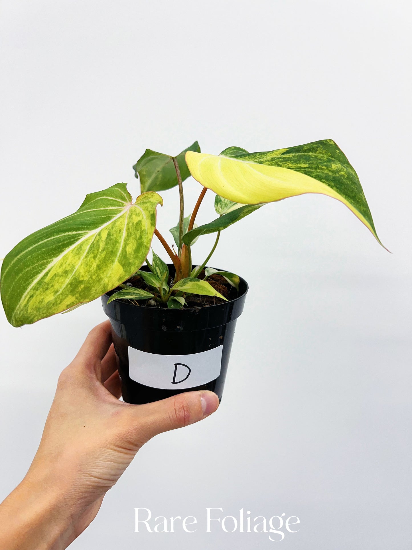 Philodendron Gloriosum Variegated 4"