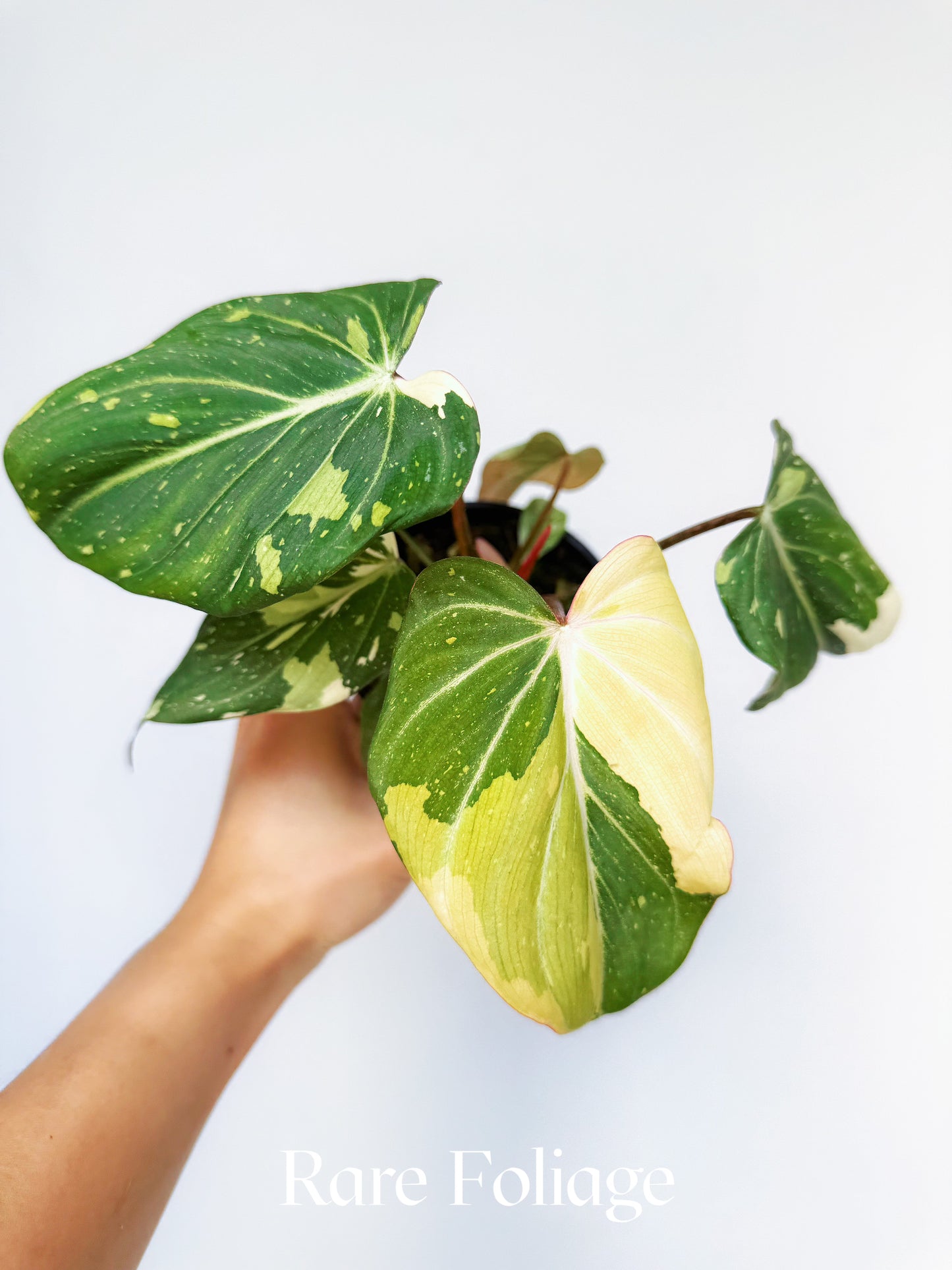 Philodendron Gloriosum Variegated 4"