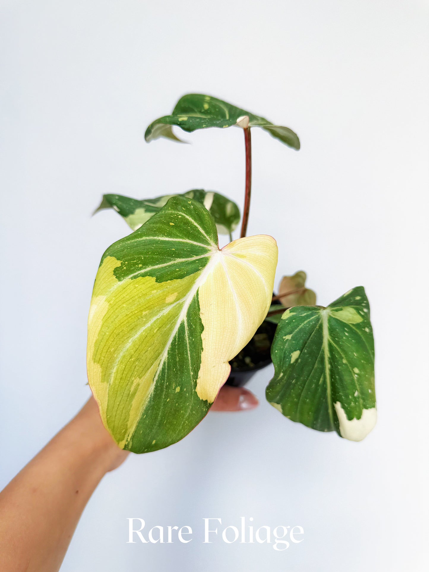 Philodendron Gloriosum Variegated 4"