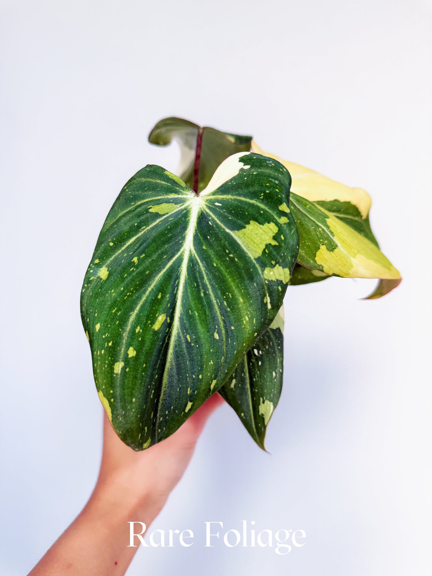 Philodendron Gloriosum Variegated 4"