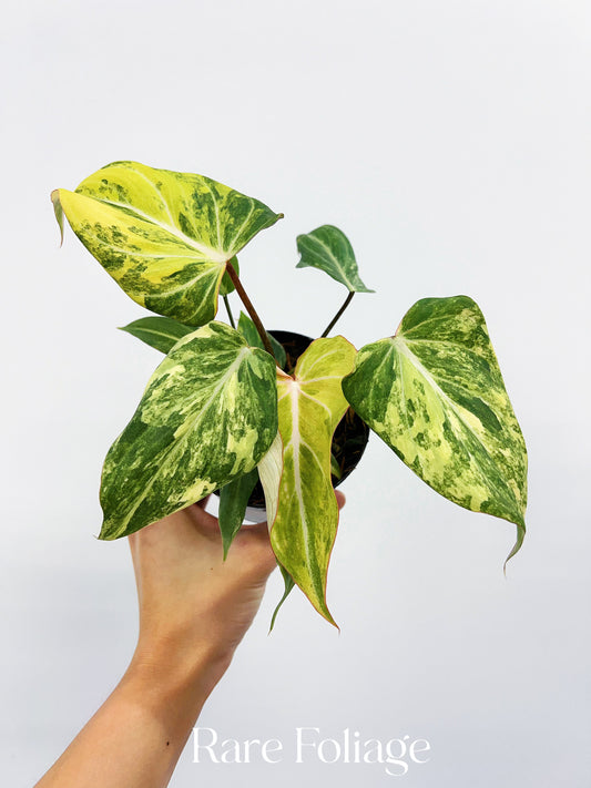 Philodendron Gloriosum Variegated 4"