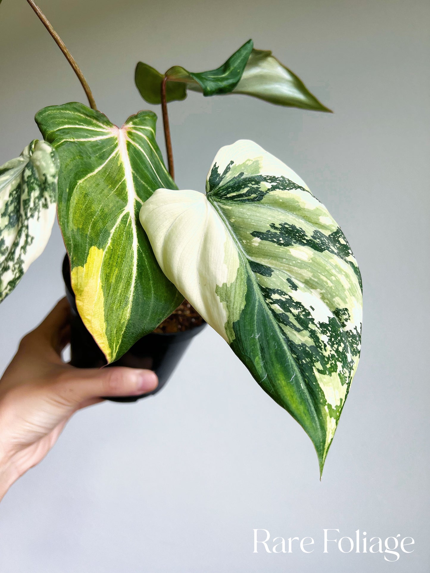 Philodendron Gloriosum Variegated 4" Large Exact Plant