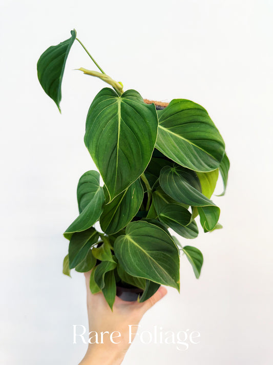 Philodendron Glorious 4"