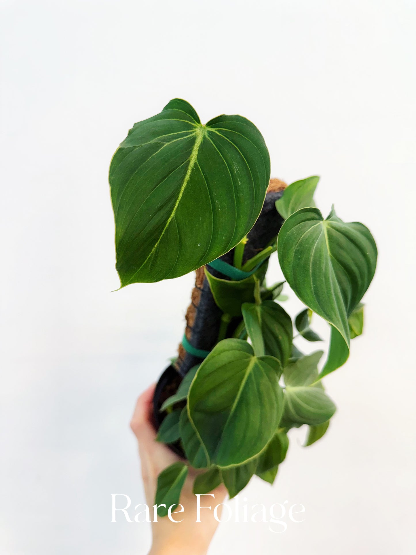 Philodendron Glorious 4"