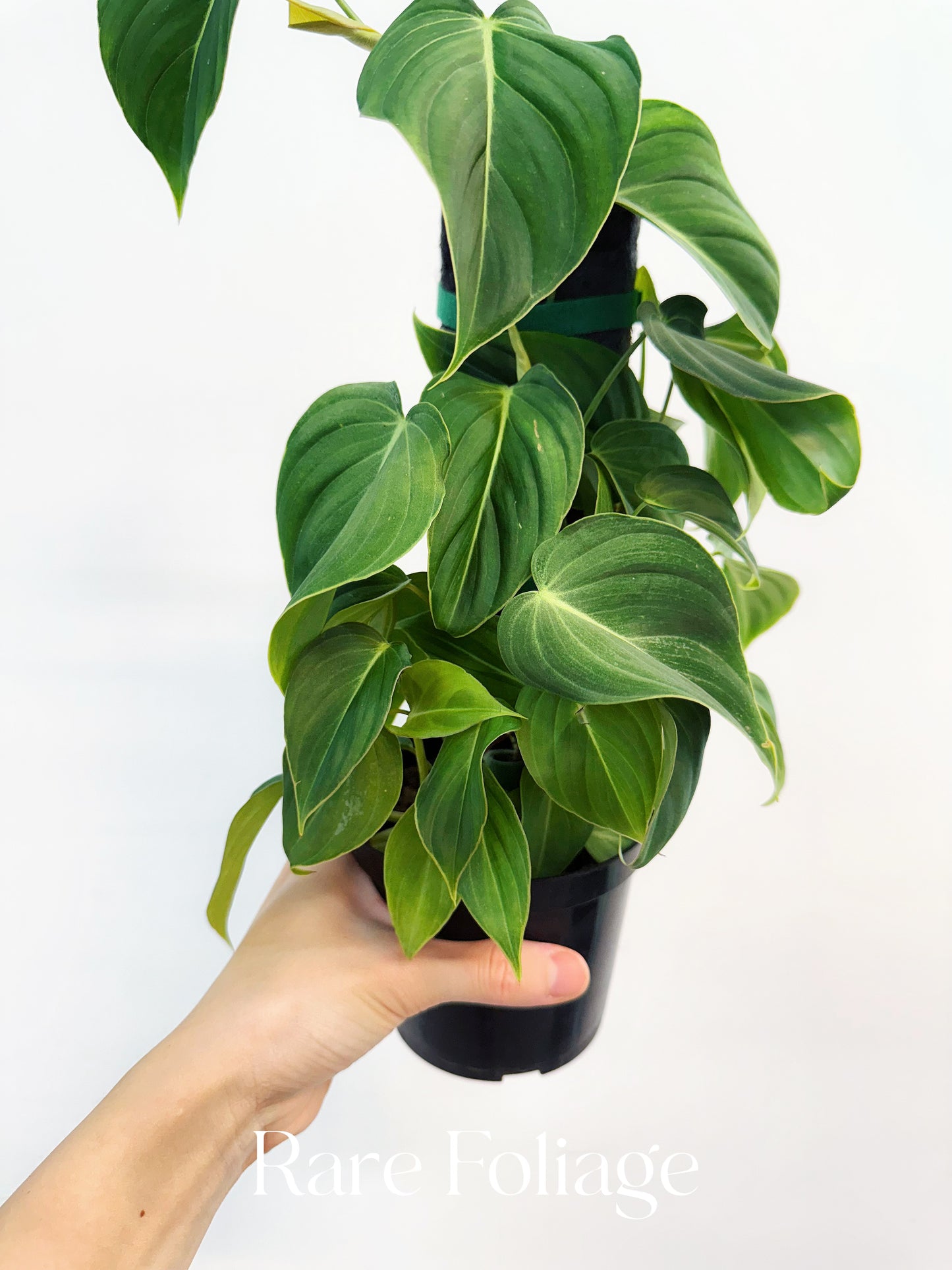 Philodendron Glorious 4"