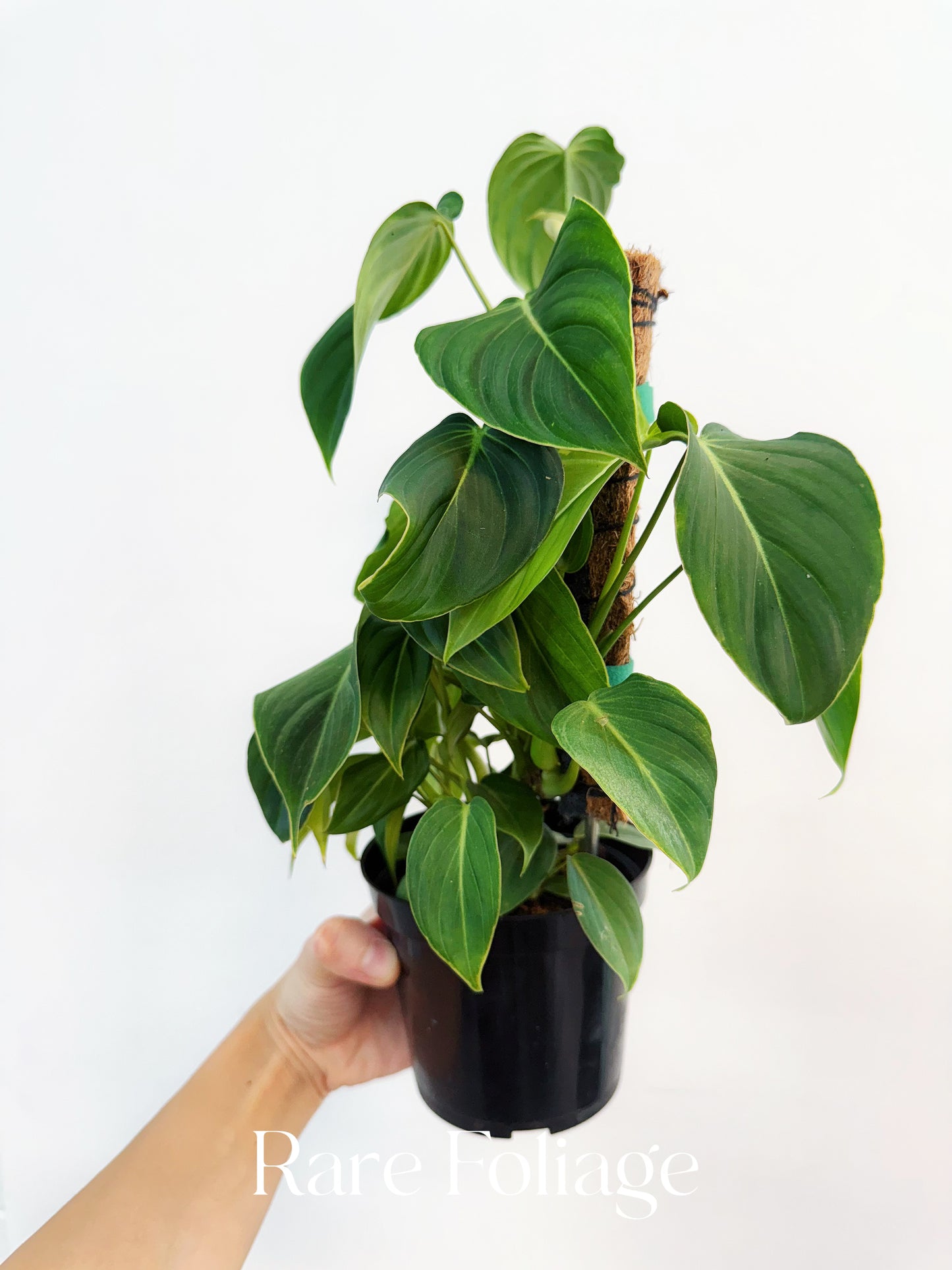 Philodendron Glorious 4"
