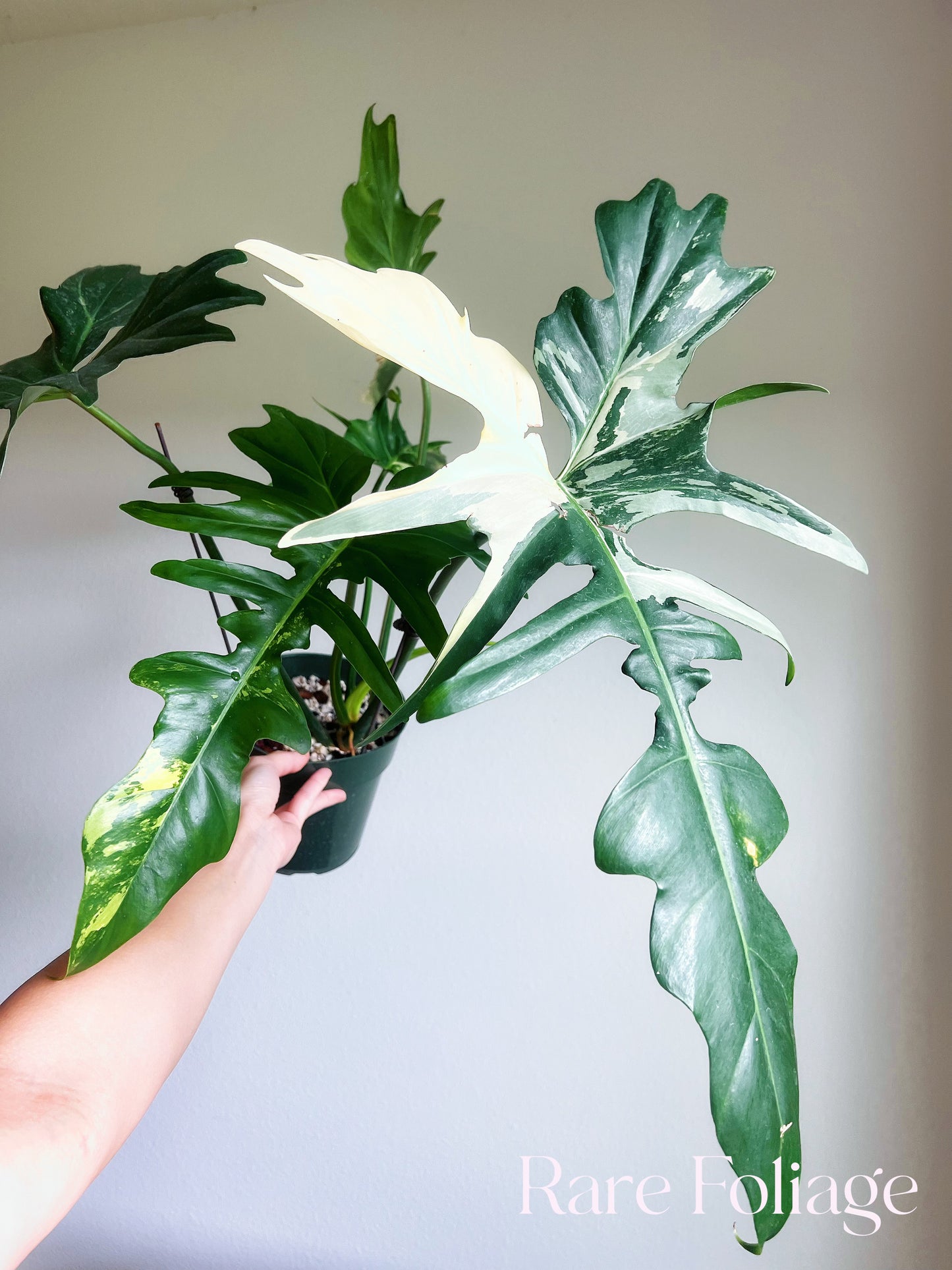 Philodendron Golden Dragon Variegated 6" XL