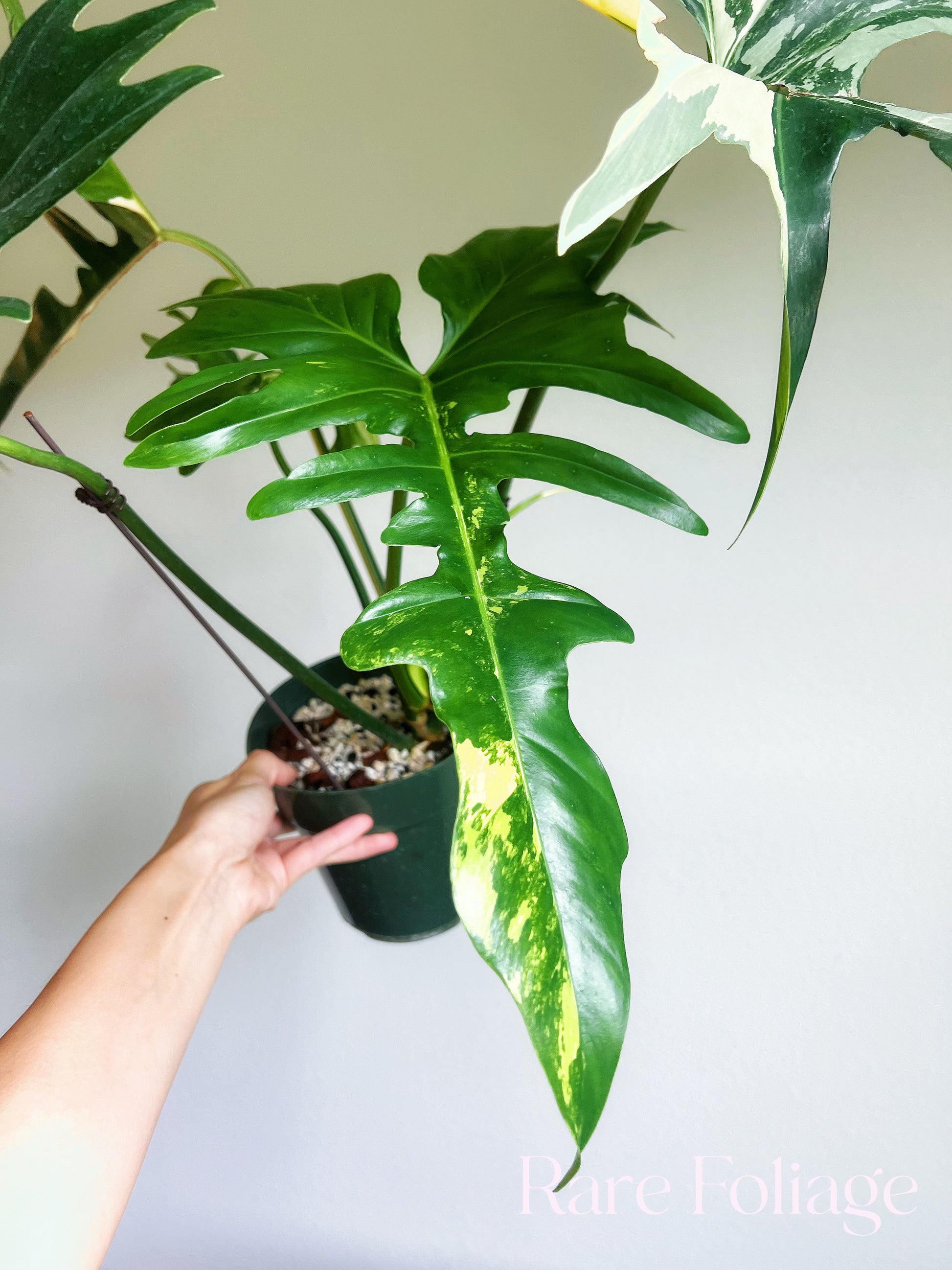 variegated golden dragon philodendron Philodendron Golden Dragon Variegated 6" XL