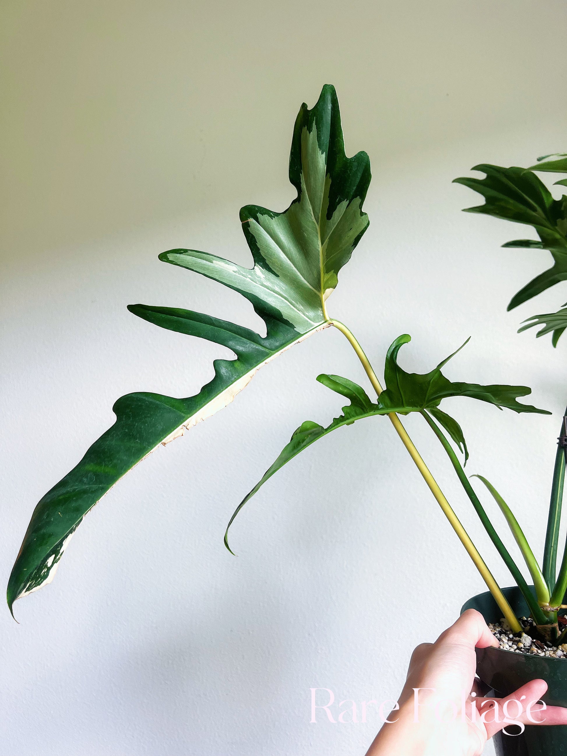 philodendron golden dragon variegated price Philodendron Golden Dragon Variegated 6" XL – Rare Foliage Plant Co