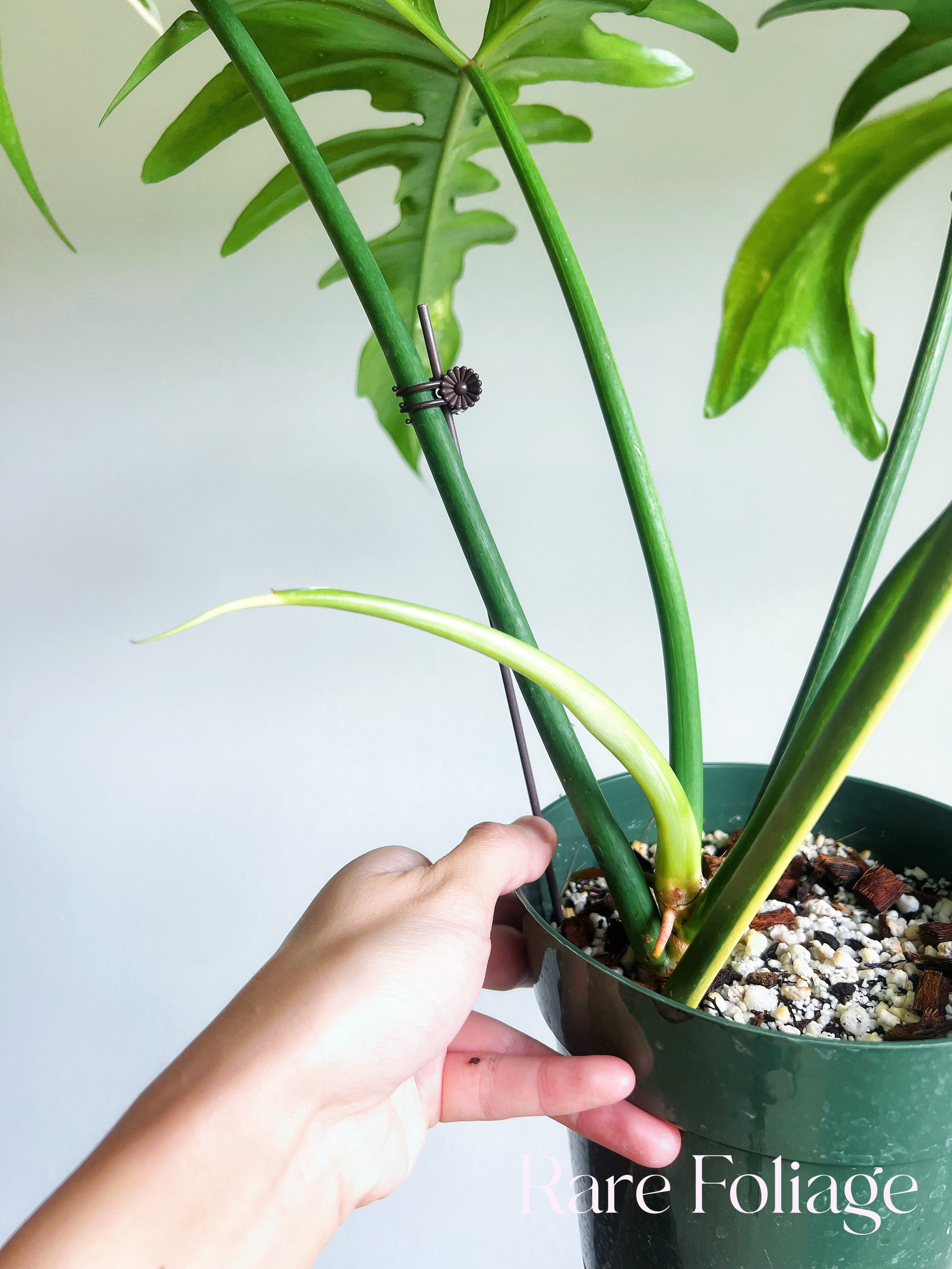 dragon head philodendron Philodendron Golden Dragon Variegated 6" XL – Rare Foliage Plant Co