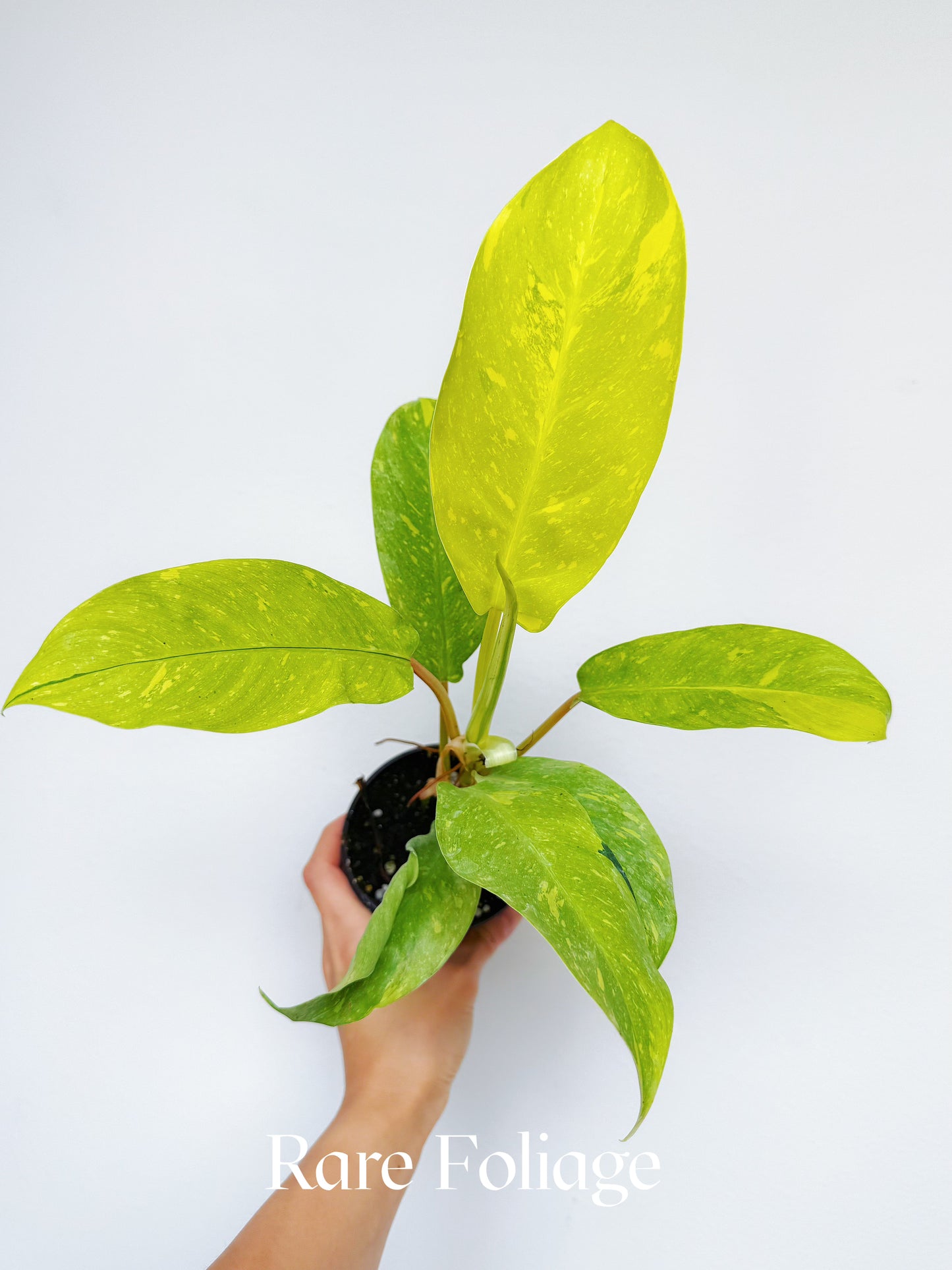 Philodendron Golden Goddess Marble Variegated 4"