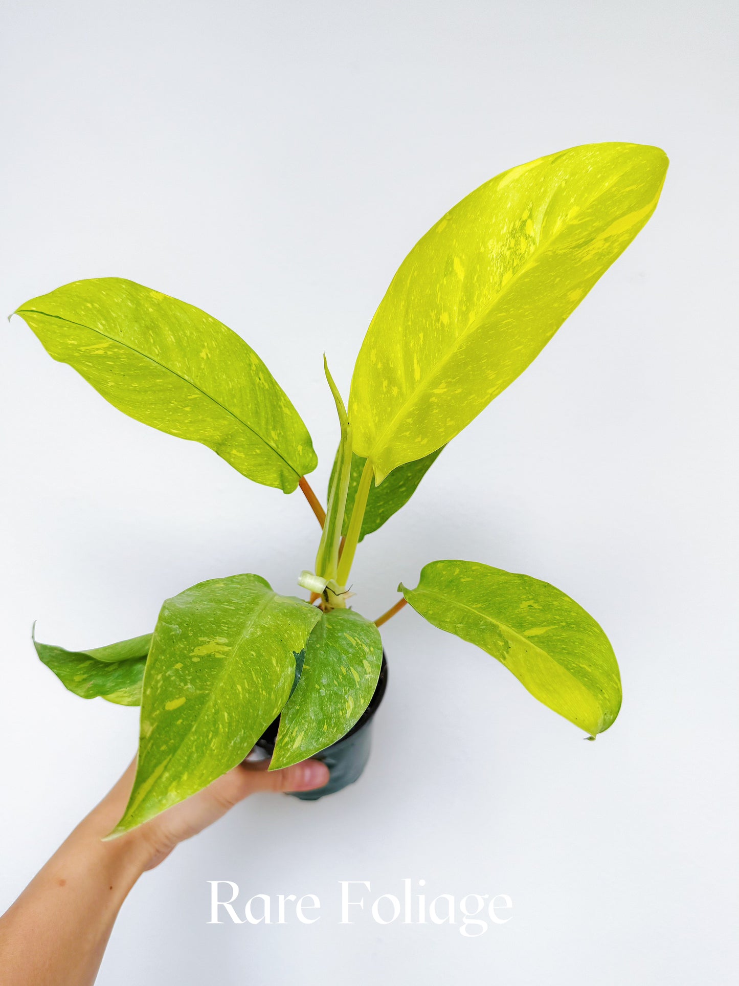 Philodendron Golden Goddess Marble Variegated 4"