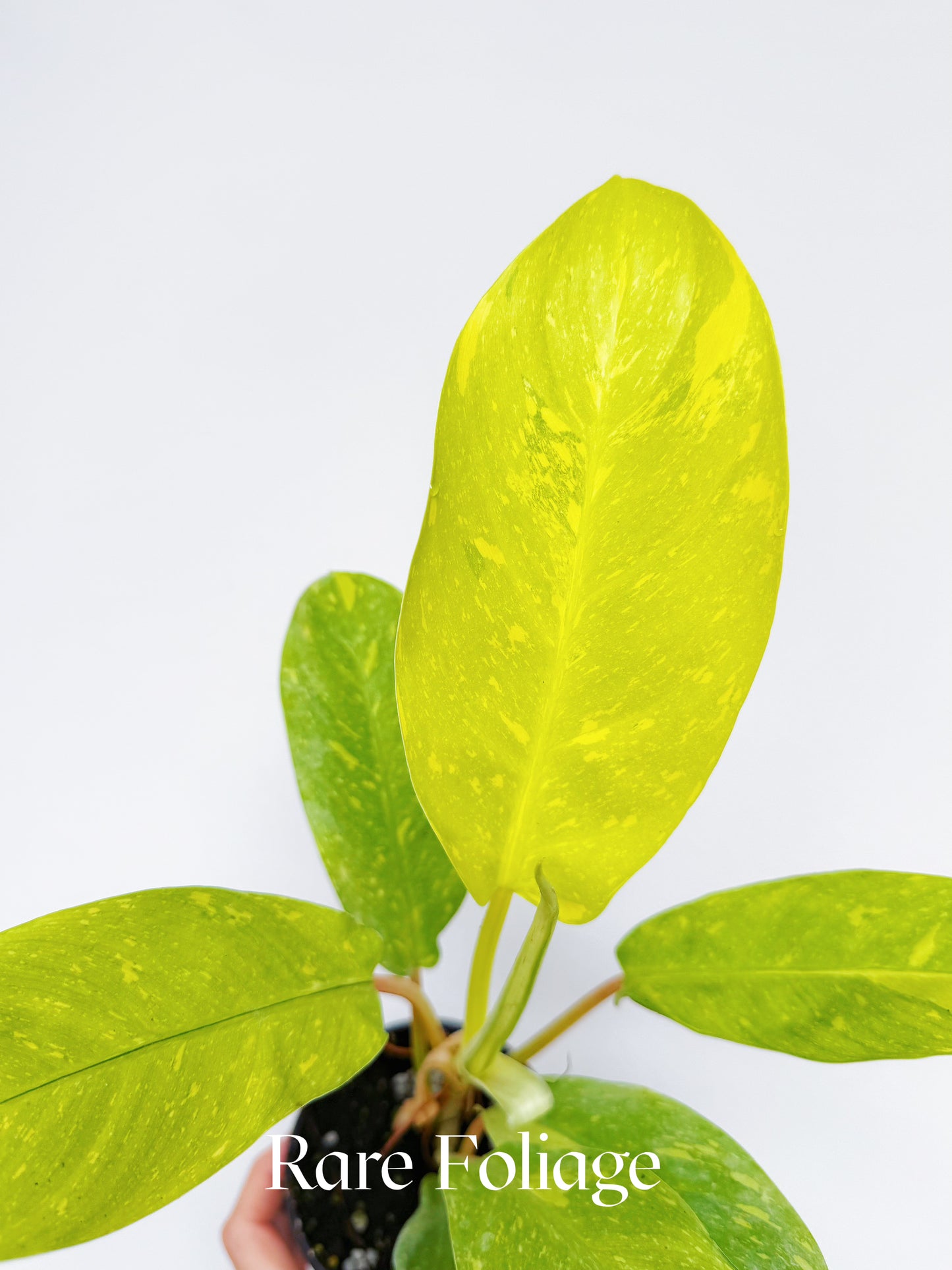 Philodendron Golden Goddess Marble Variegated 4"