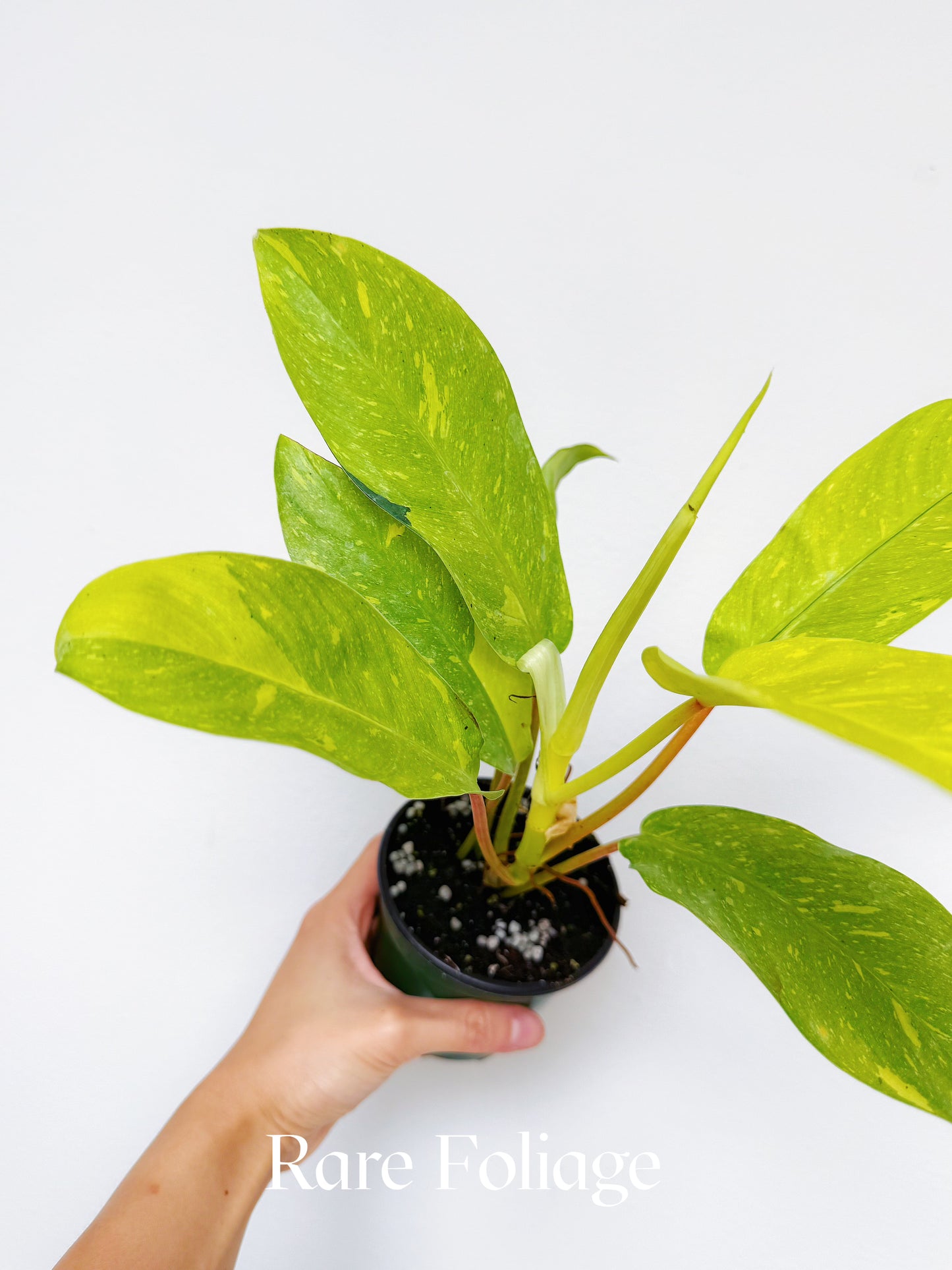 Philodendron Golden Goddess Marble Variegated 4"