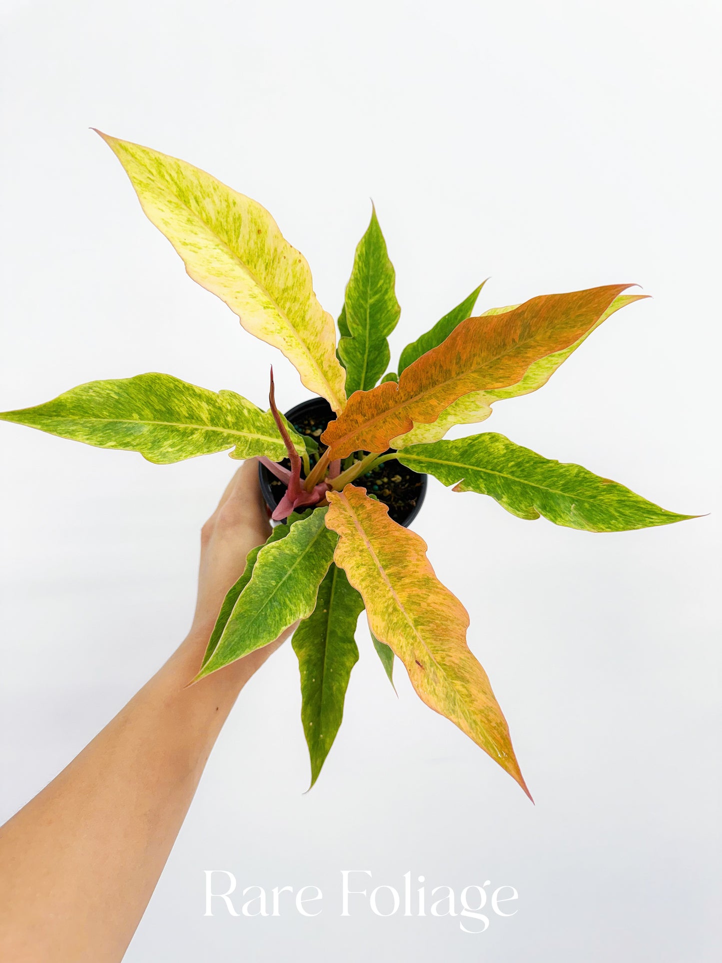Philodendron Golden Serratum Marble 4"