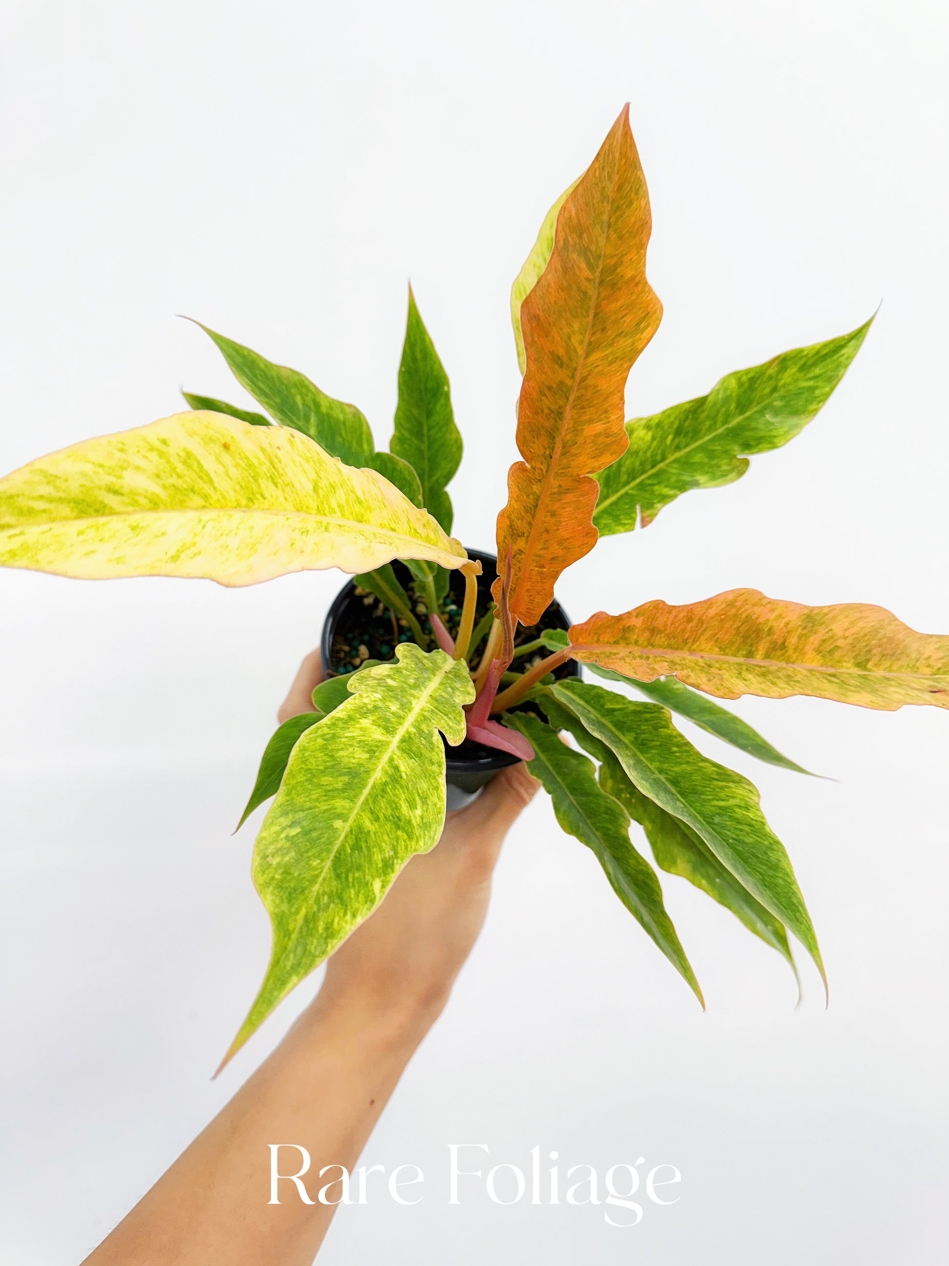 philodendron serratum Philodendron Golden Serratum Marble 4"