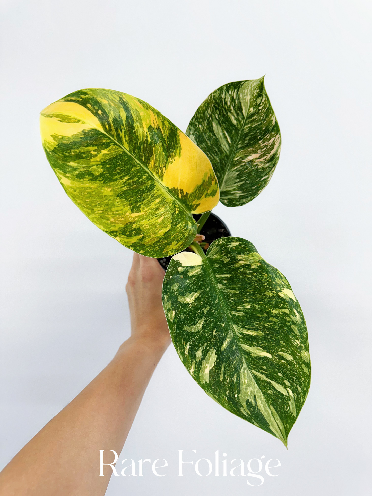 Philodendron Congo Nuclear Variegated 4”