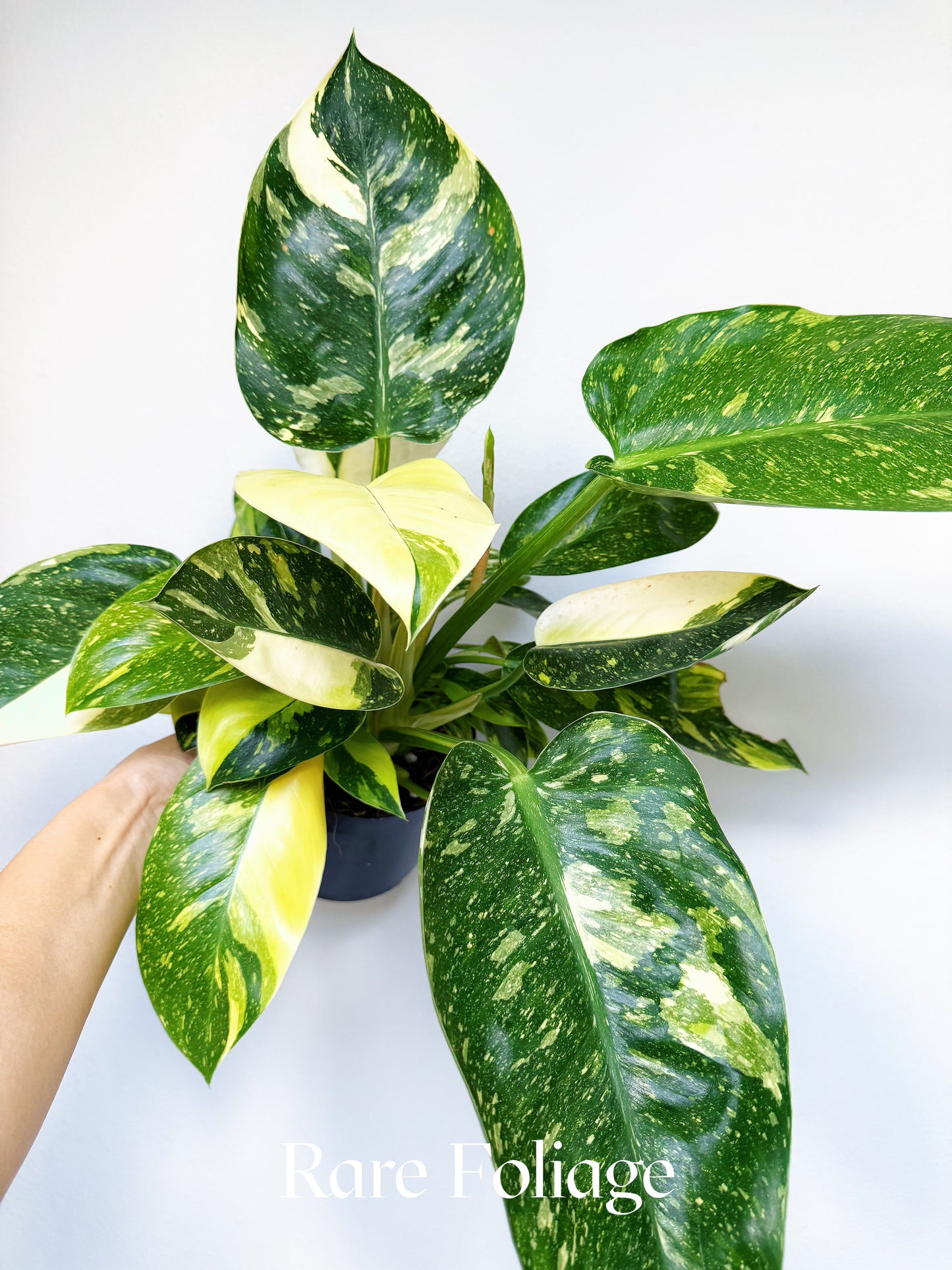 Philodendron Green Congo Nuclear 6"