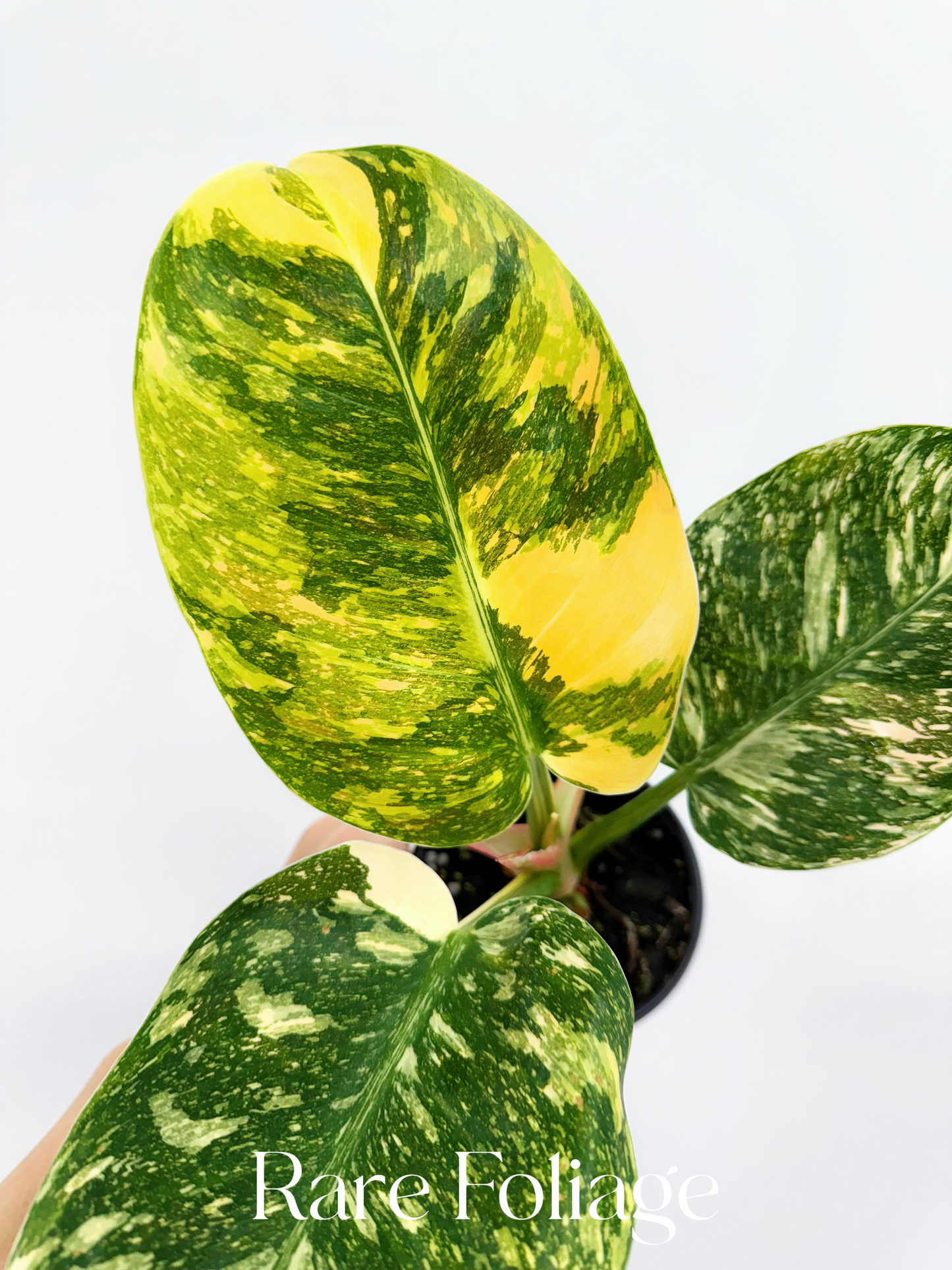 Philodendron Congo Nuclear Variegated 4”