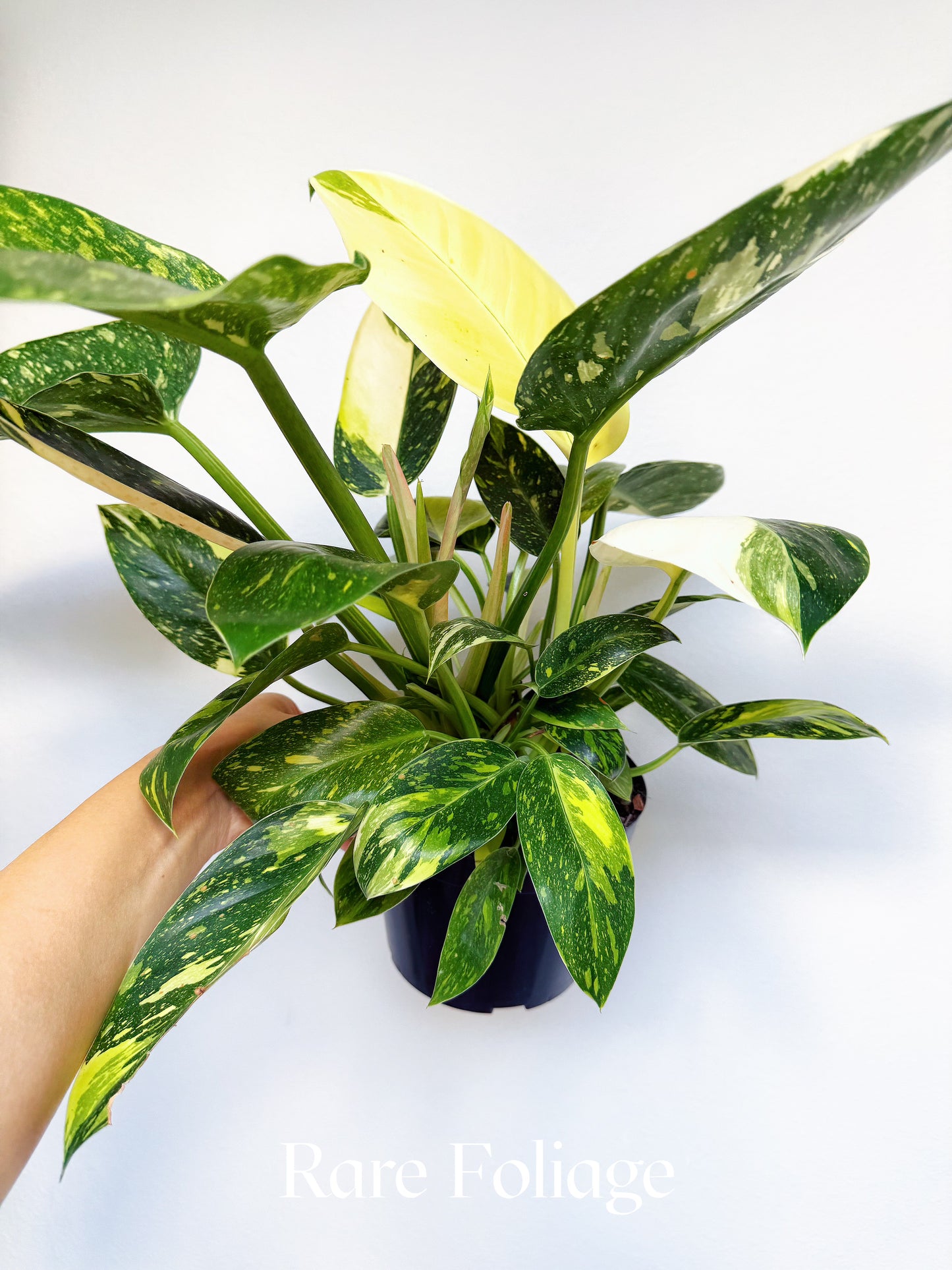 Philodendron Green Congo Nuclear 6"