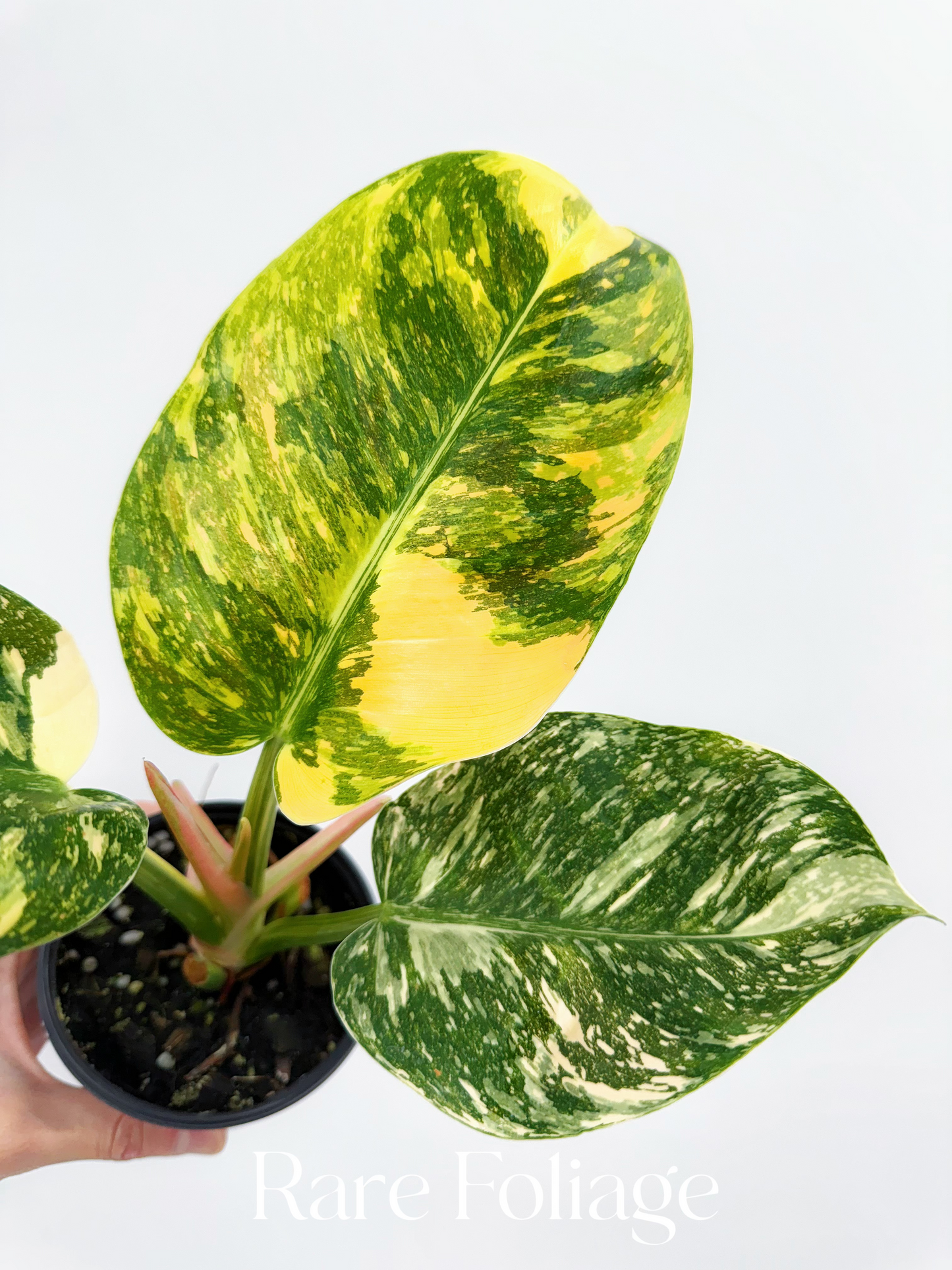 Philodendron Congo Nuclear Variegated 4”