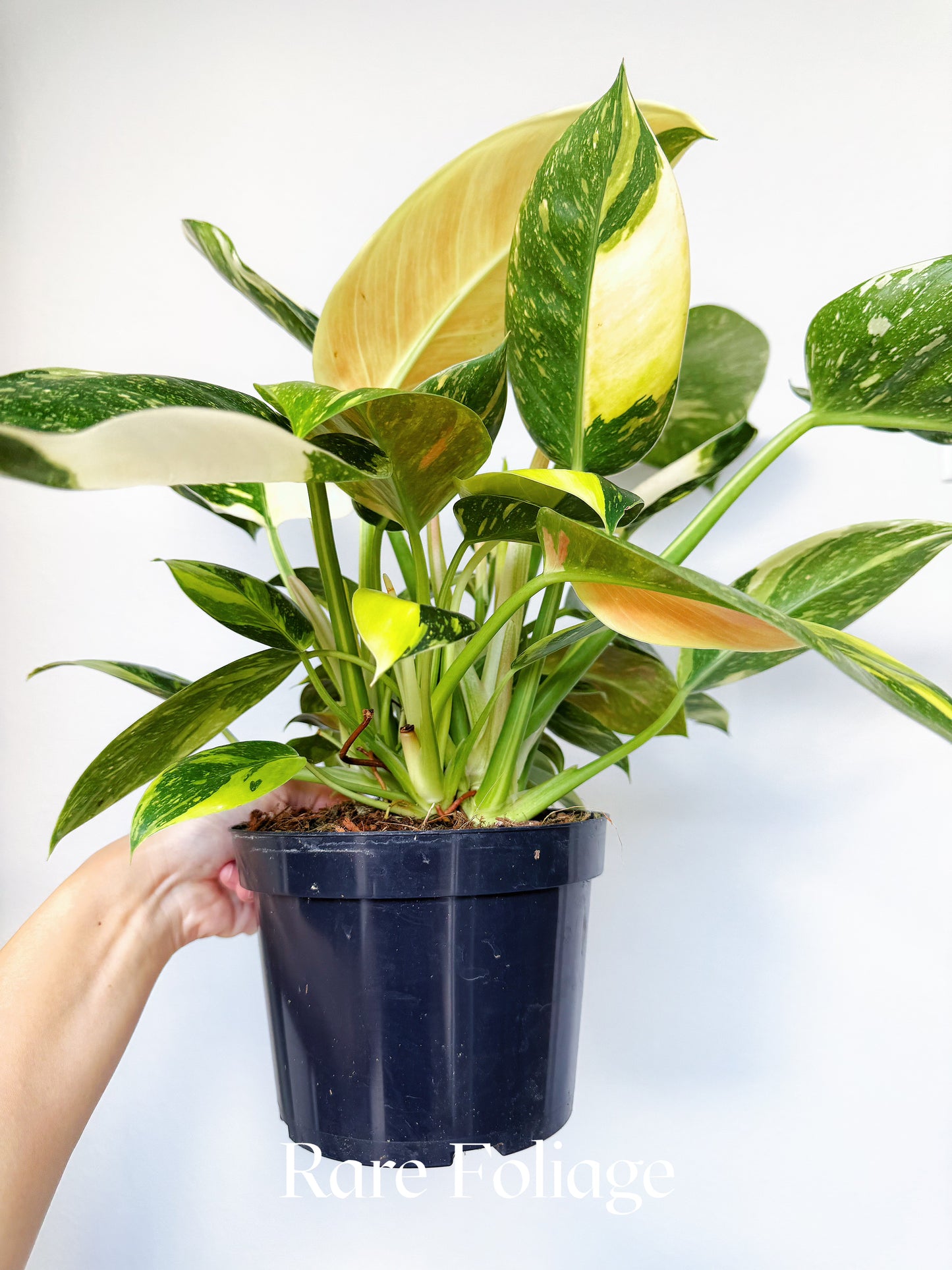 Philodendron Green Congo Nuclear 6"
