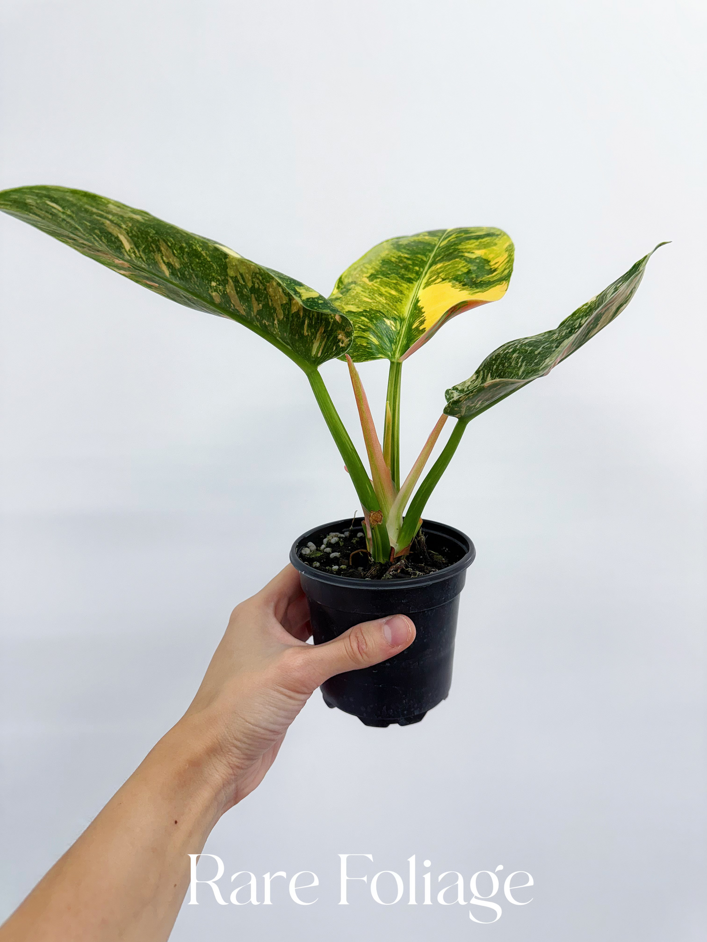 Philodendron Congo Nuclear Variegated 4”