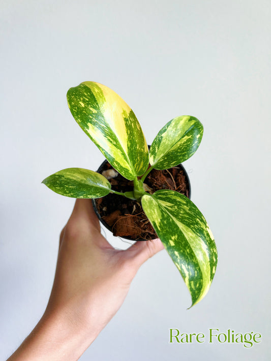 Philodendron Green Congo Nuclear Variegated 3"