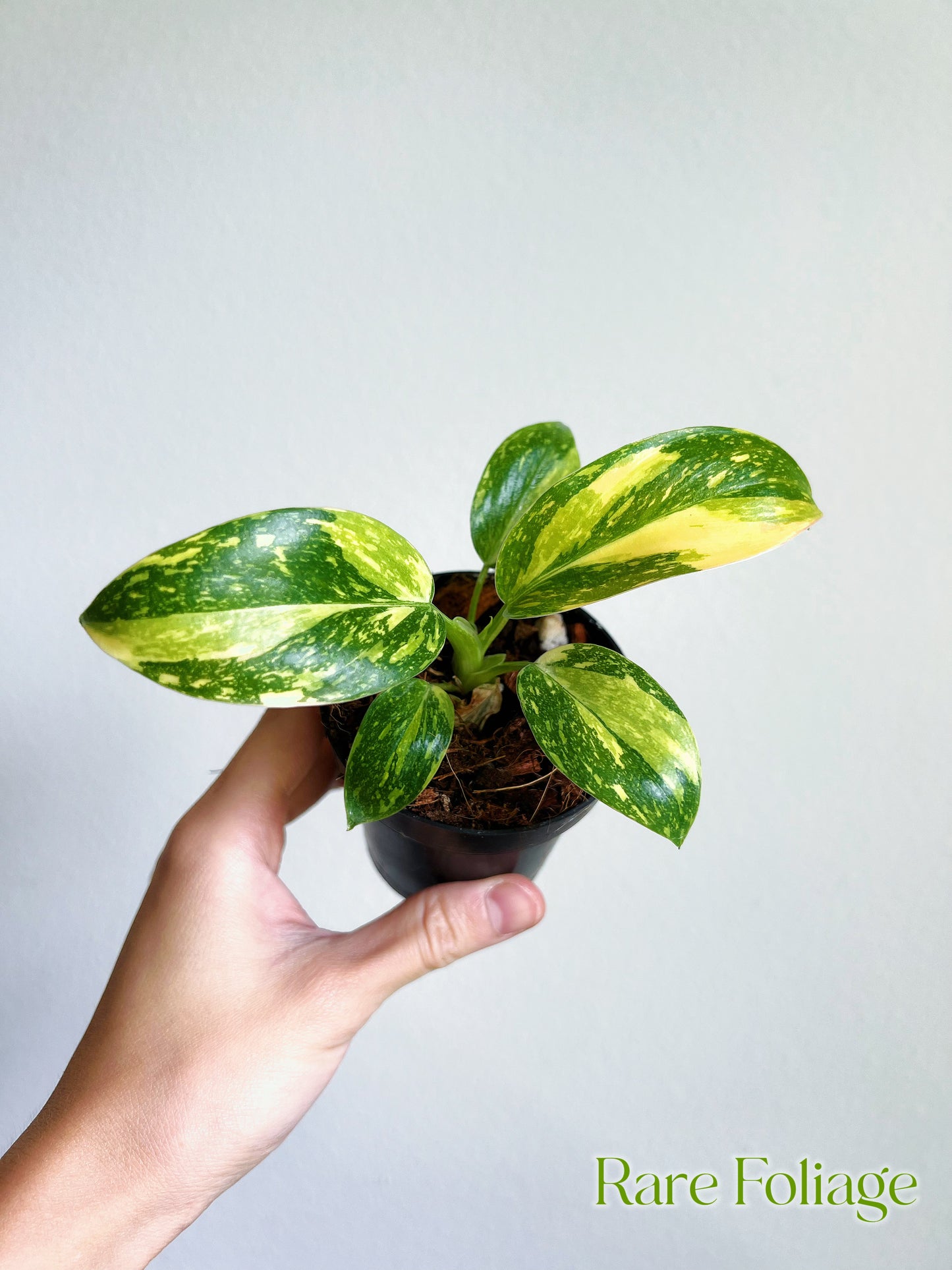 Philodendron Green Congo Nuclear Variegated 3"