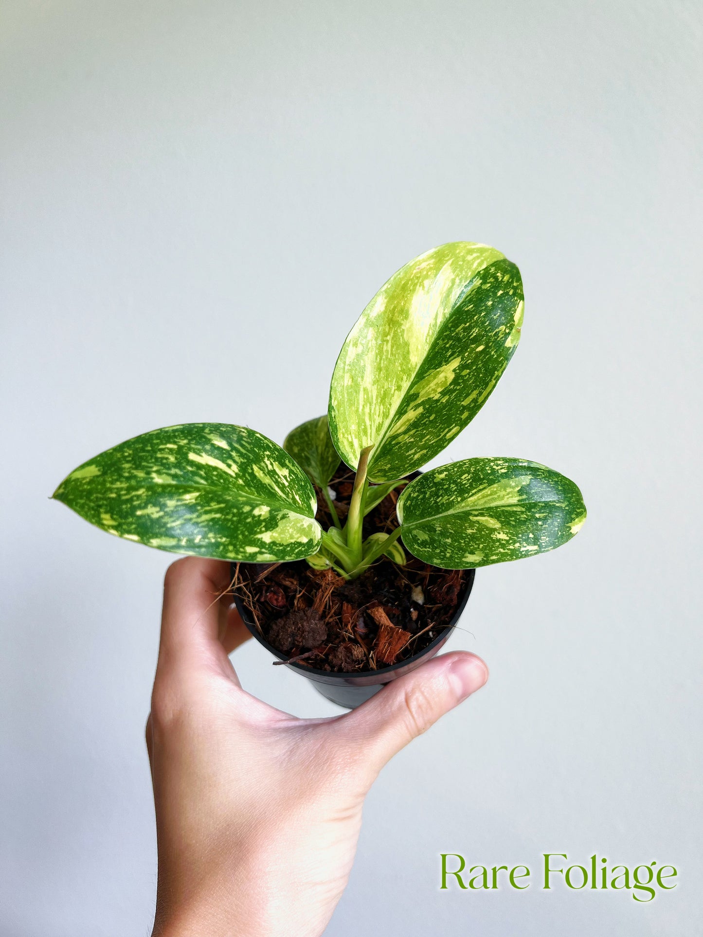 Philodendron Green Congo Nuclear Variegated 3"