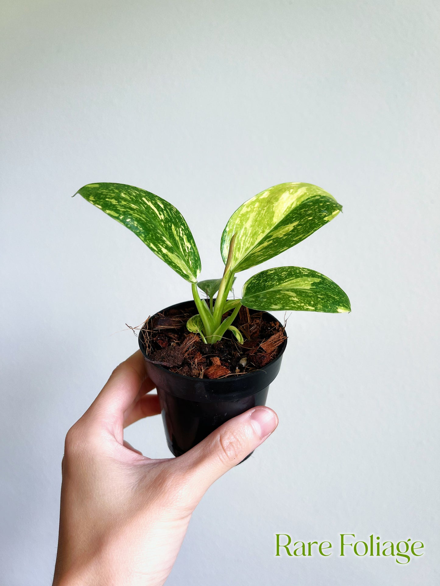 Philodendron Green Congo Nuclear Variegated 3"