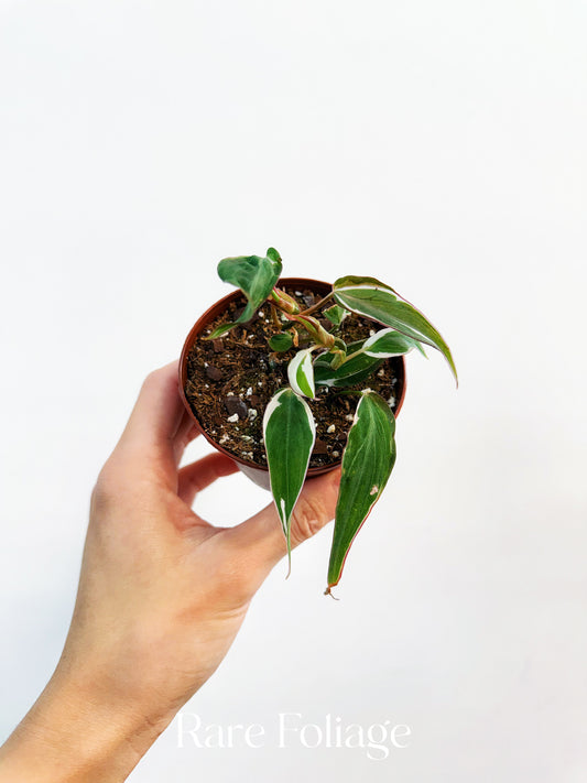 Philodendron Halo Micans Variegated 3” Plant