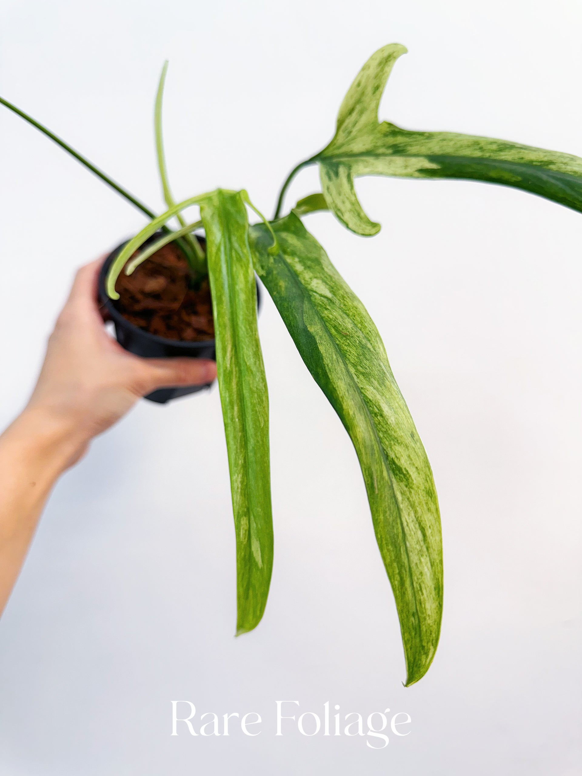 その他観葉植物 Philodendron Holtonianum variegated Philodendron Holtonianum Variegated 4” Exact Plant – Rare Foliage