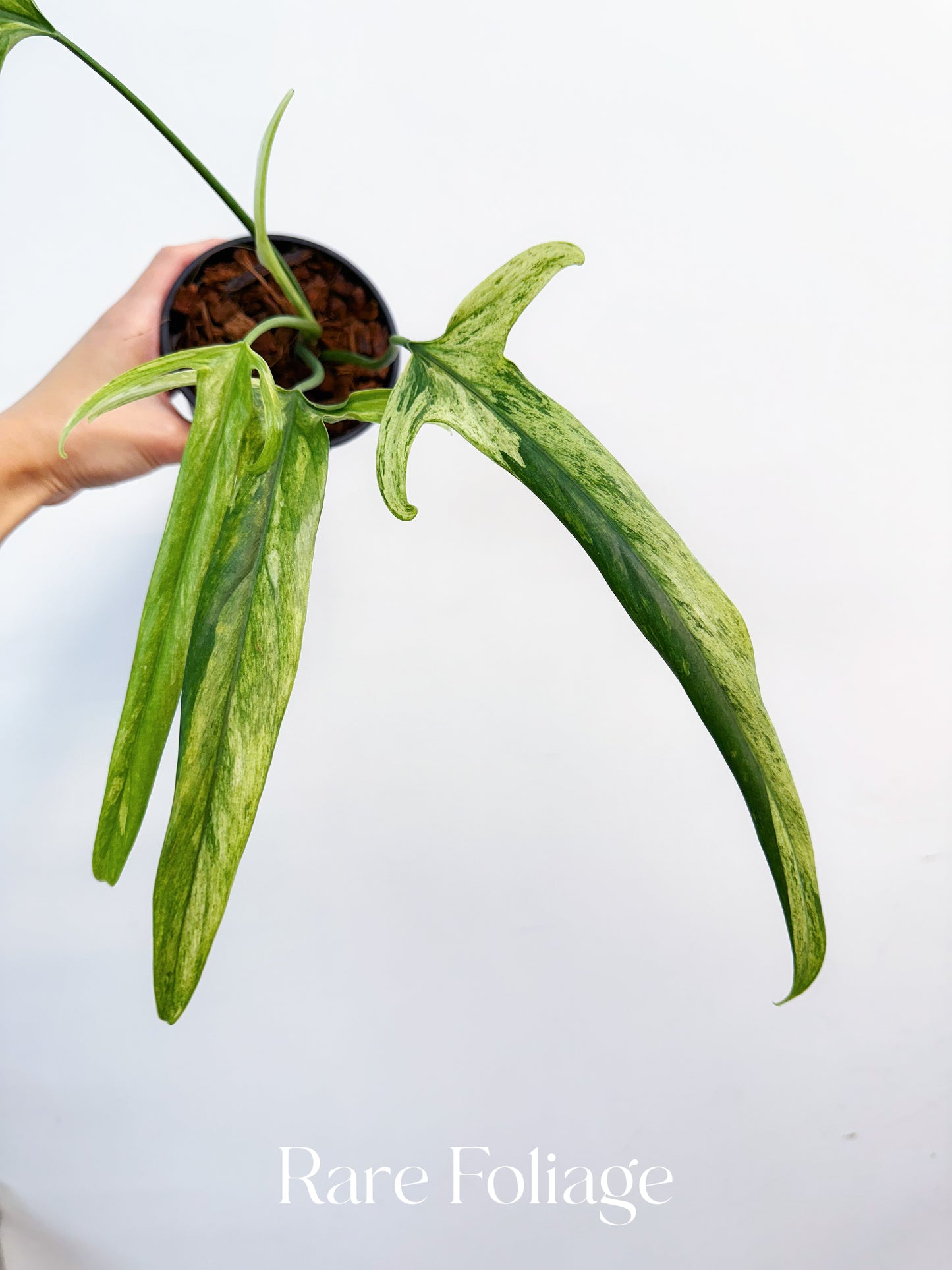 Philodendron Holtonianum Variegated 4” Exact Plant – Rare Foliage Philodendron Holtonianum Variegated 4” Exact Plant – Rare Foliage
