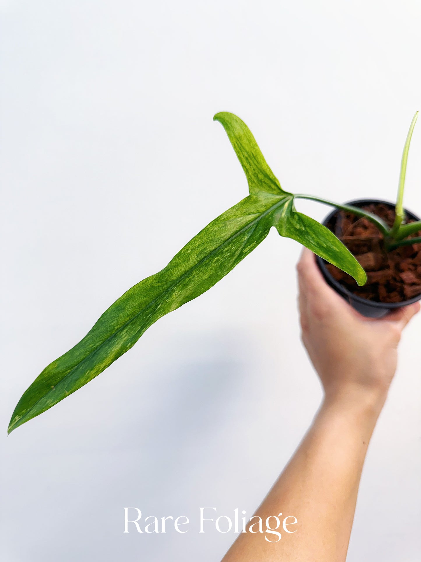 Philodendron Holtonianum Variegated 4” Exact Plant