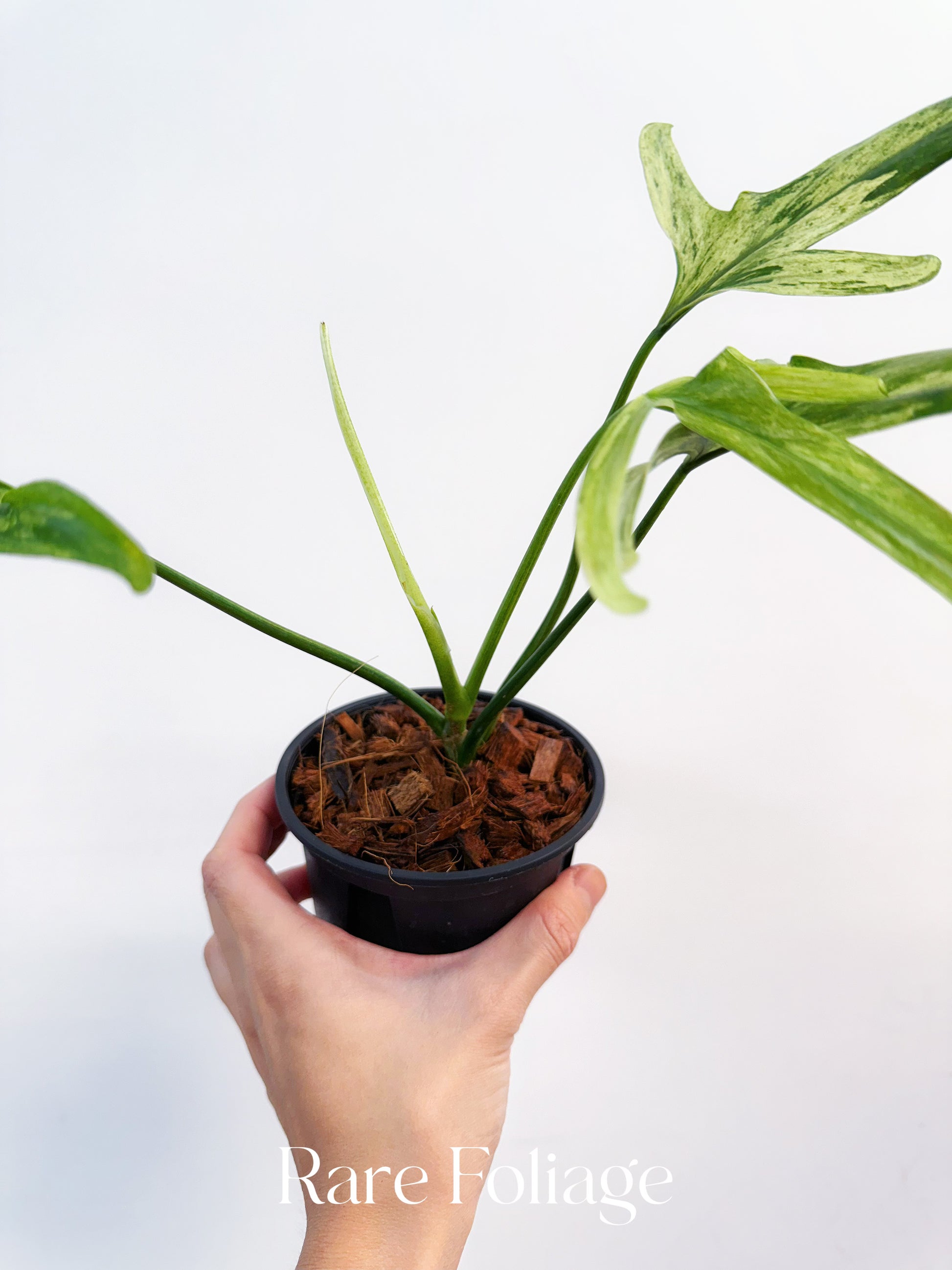 holtonianum philodendron Philodendron Holtonianum Variegated 4” Exact Plant – Rare Foliage Plant Co