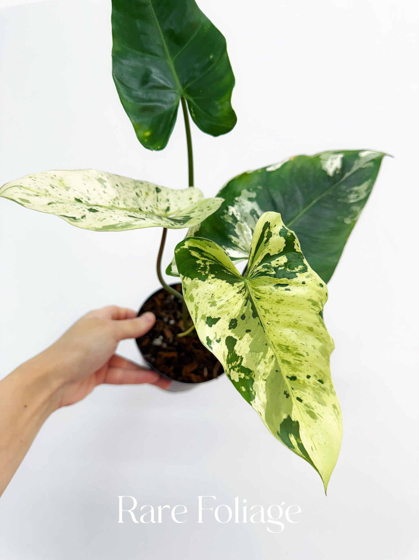 philodendron ilsemanii for sale Philodendron Ilsemanii Variegated 4” Exact Plant – Rare Foliage Plant Co