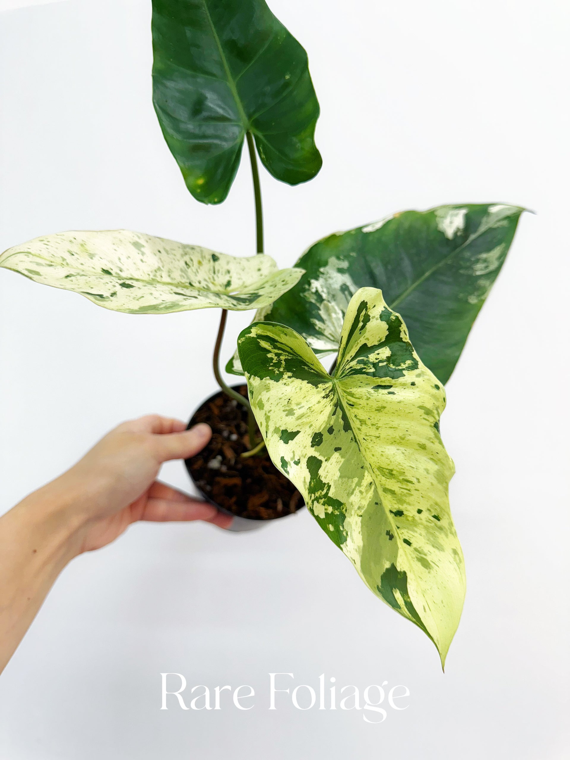Philodendron Ilsemanii Variegated 4” Exact Plant – Rare Foliage
