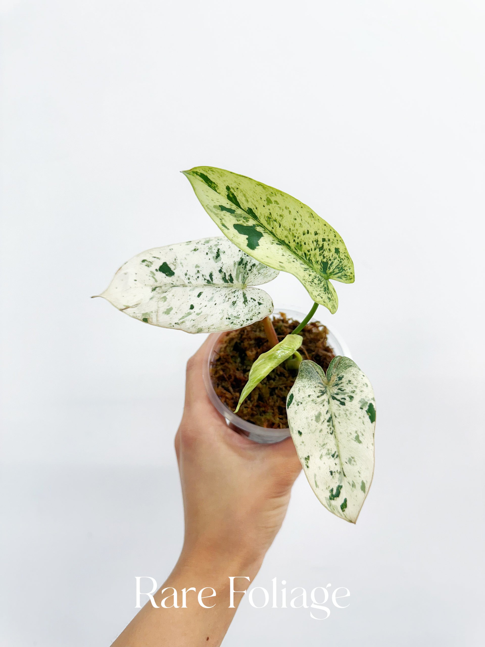 Philodendron Ilsemanii Variegated 3” Exact Plant – Rare Foliage