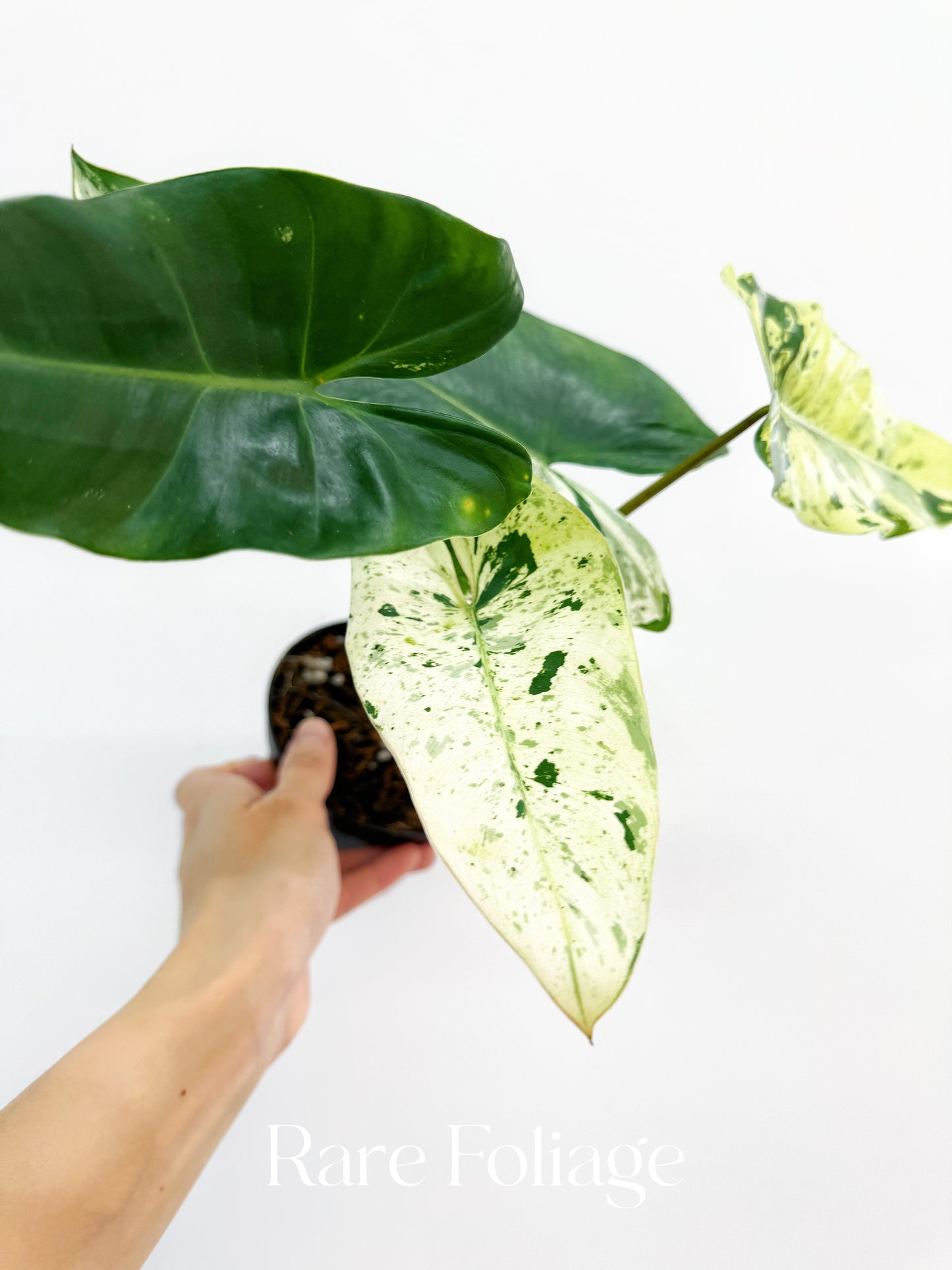 philodendron imbe ilsemanii variegatum Philodendron Ilsemanii Variegated 4” Exact Plant – Rare Foliage Plant Co