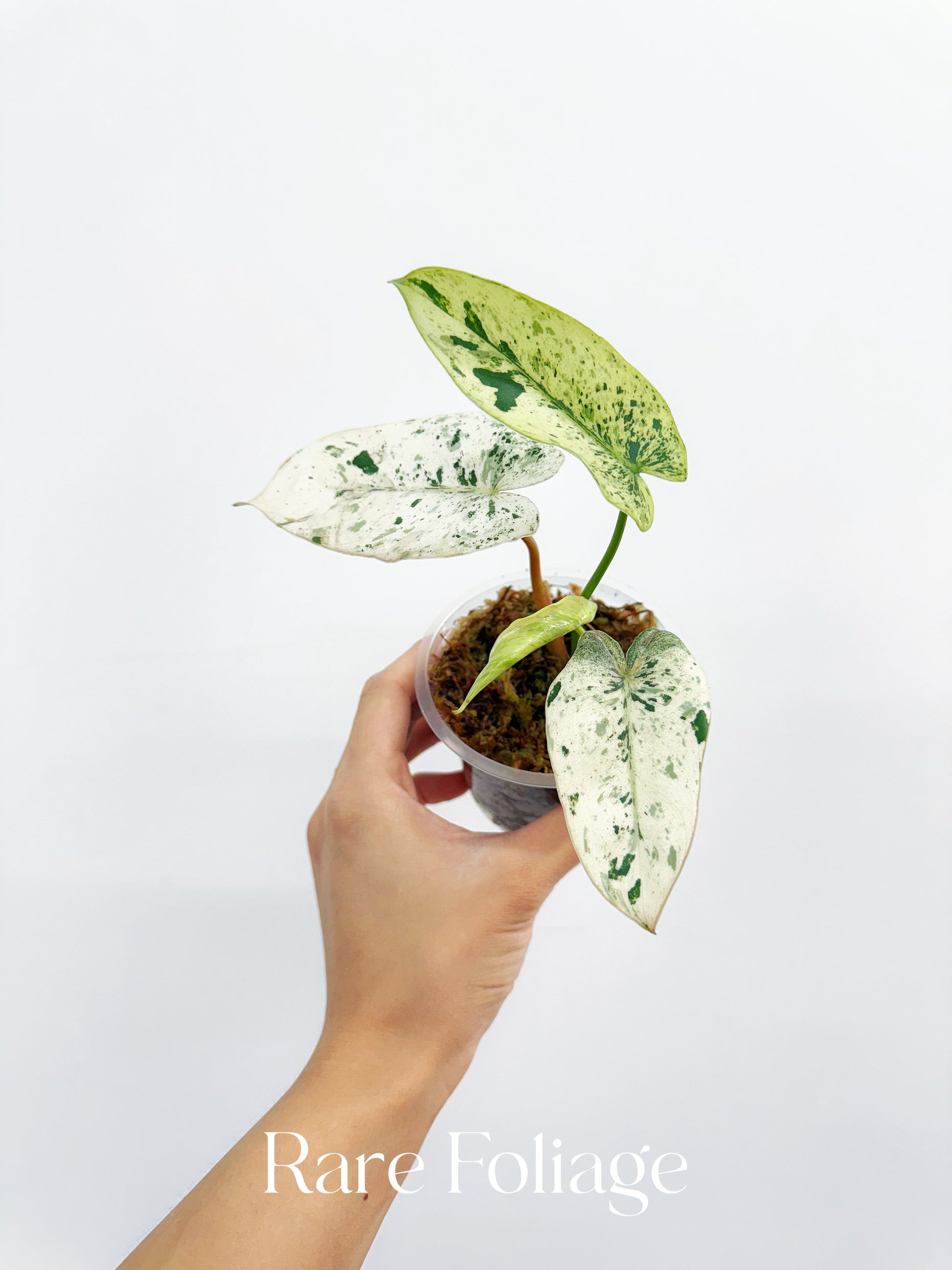 philodendron 3 leaves Philodendron Ilsemanii Variegated 3” Exact Plant – Rare Foliage Plant Co