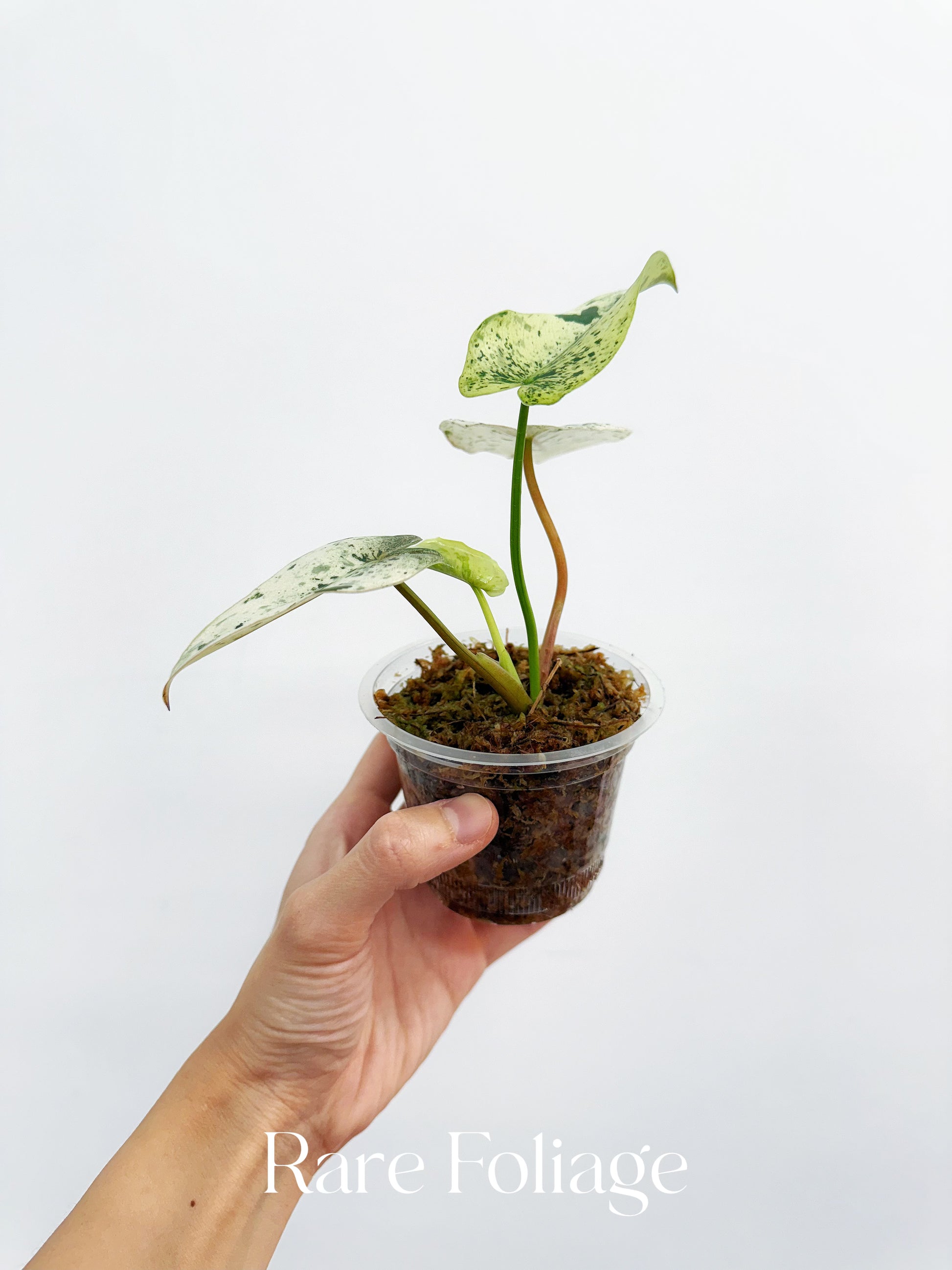 ilsemanii philodendron Philodendron Ilsemanii Variegated 3” Exact Plant – Rare Foliage Plant Co