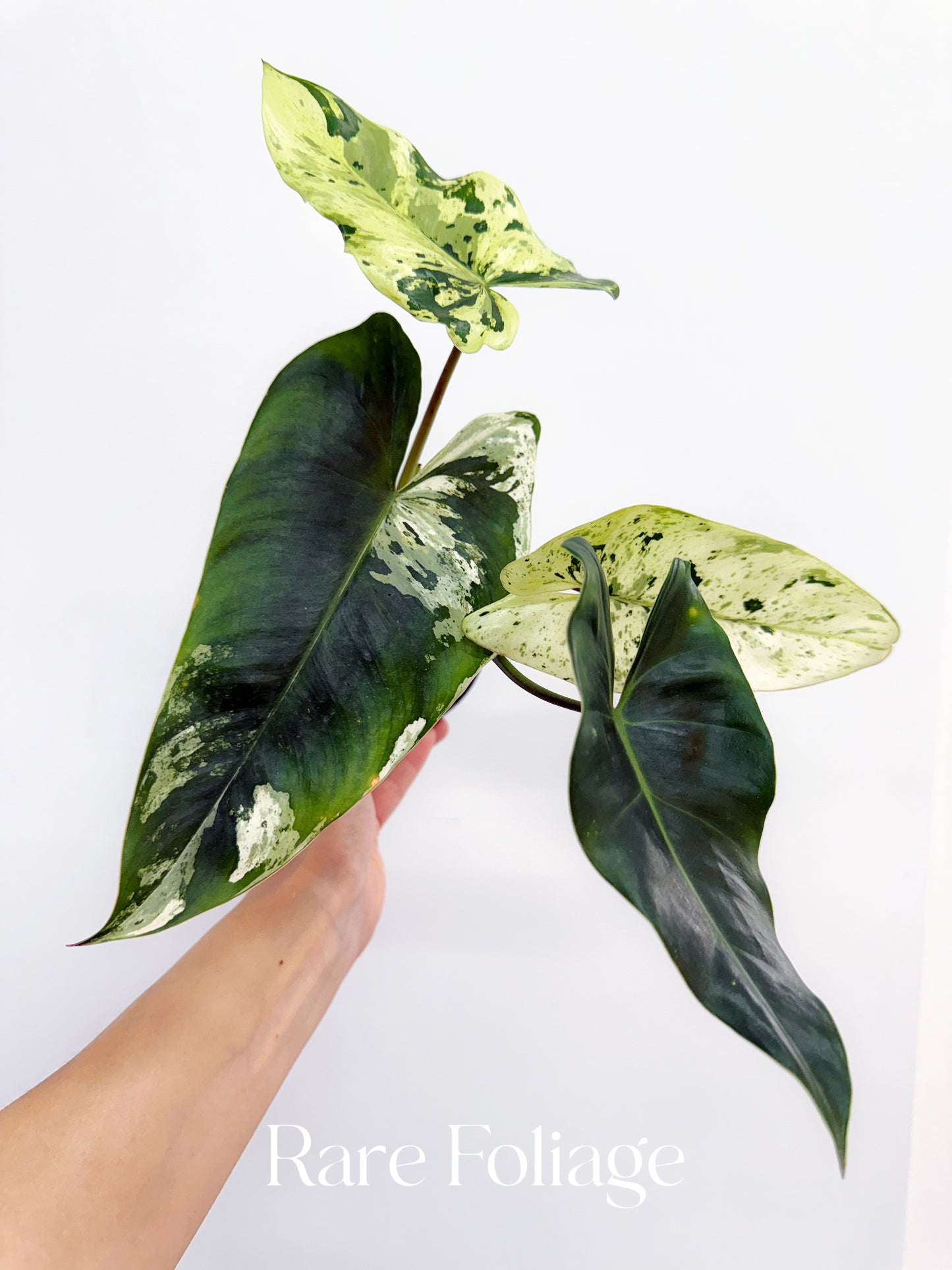 ilsemanii philodendron Philodendron Ilsemanii Variegated 4” Exact Plant – Rare Foliage Plant Co