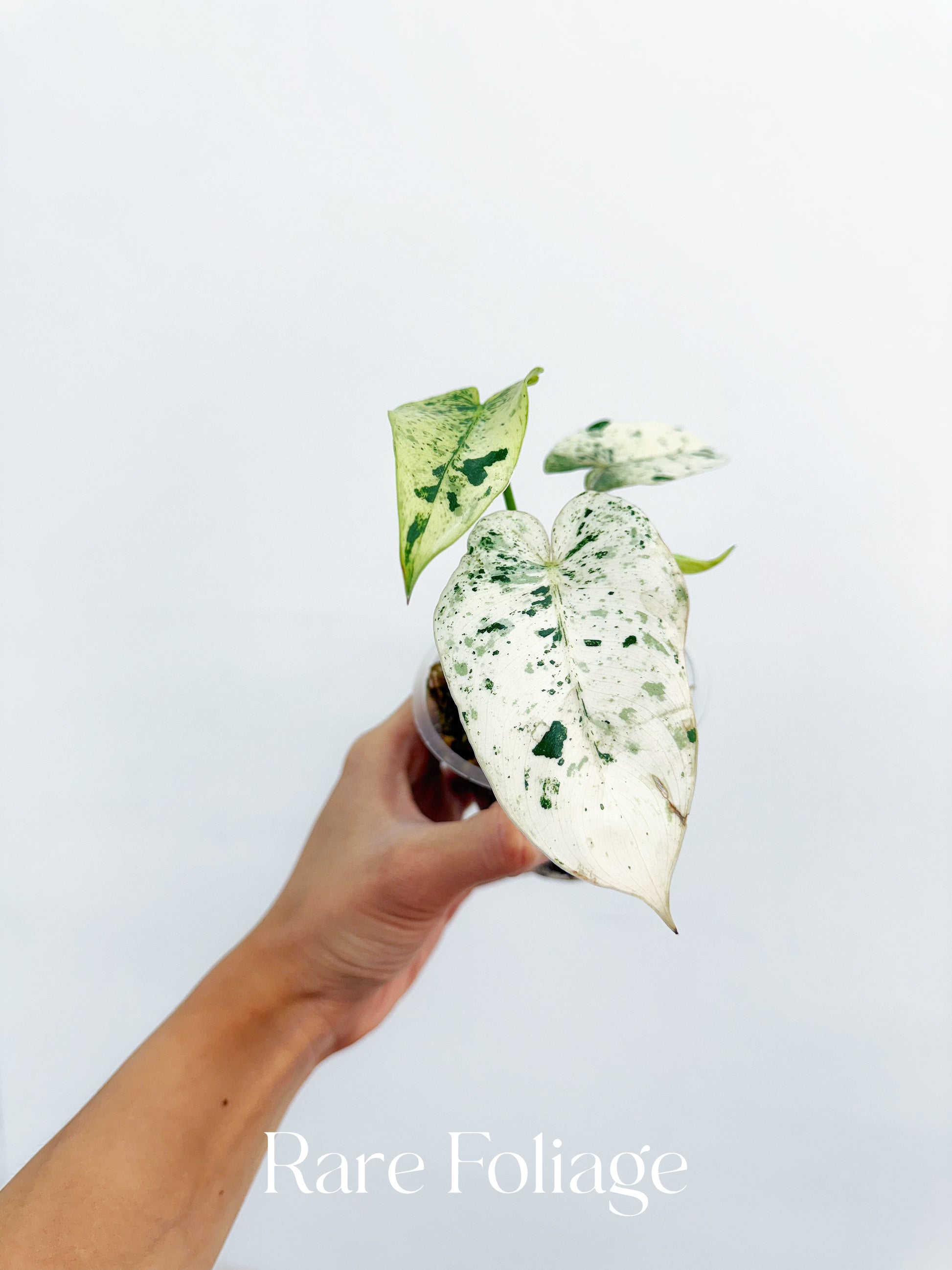 philodendron ilsemanii price Philodendron Ilsemanii Variegated 3” Exact Plant – Rare Foliage Plant Co