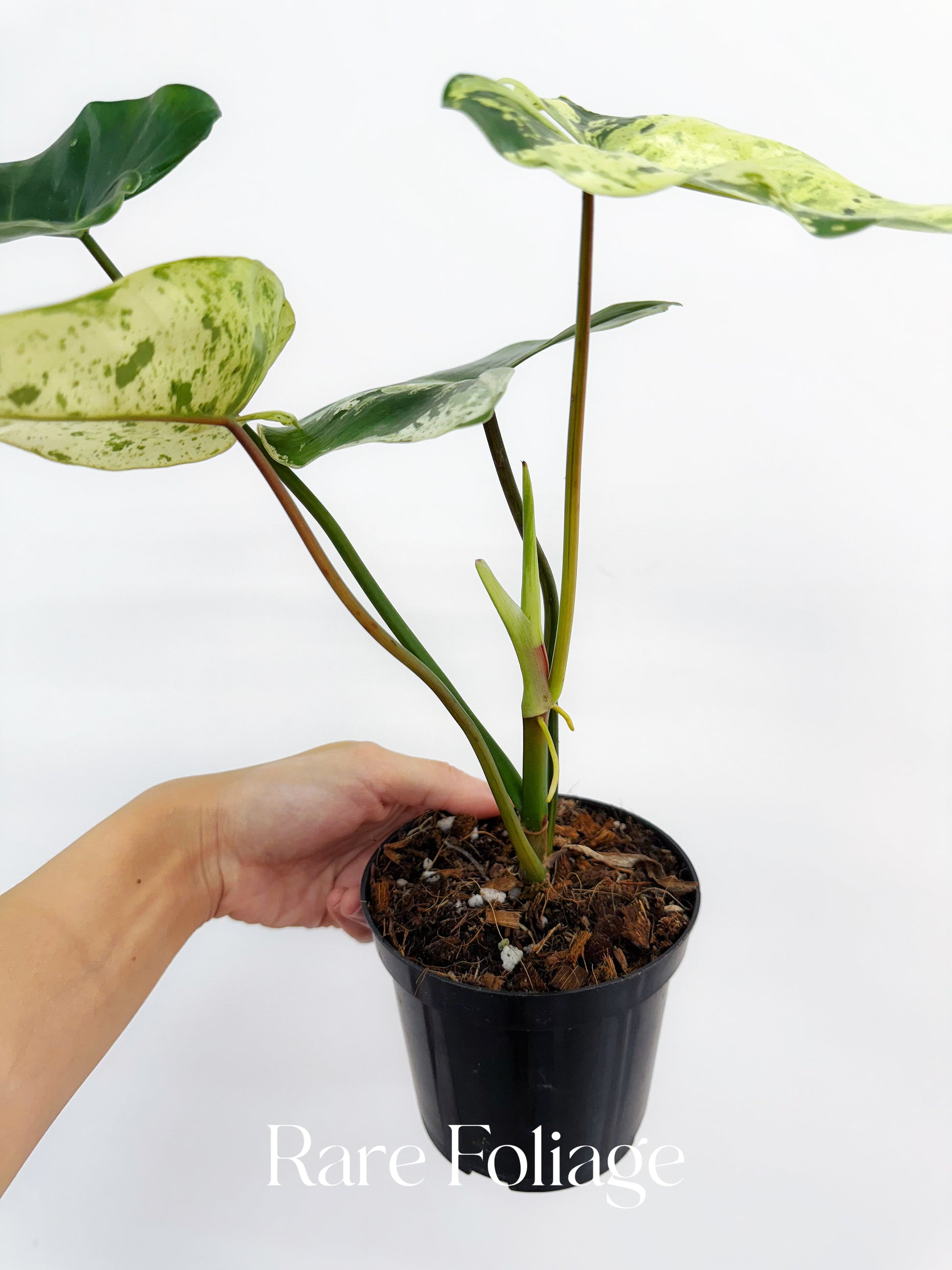 philodendron ilsemanii variegated Philodendron Ilsemanii Variegated 4” Exact Plant – Rare Foliage Plant Co